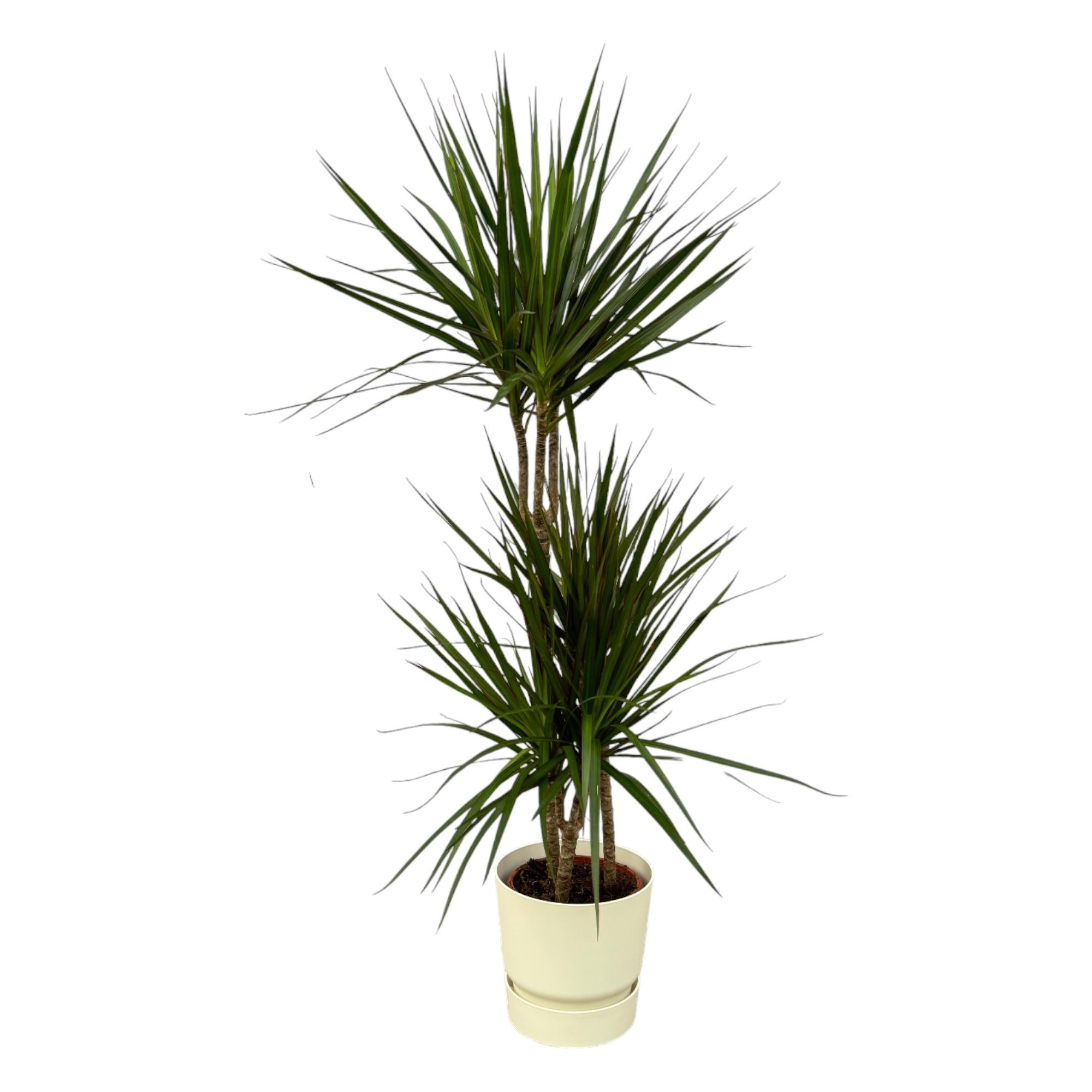 Dracaena Marginata - 120cm - Ø21cm inclusief elho Greenville Round D24xH23