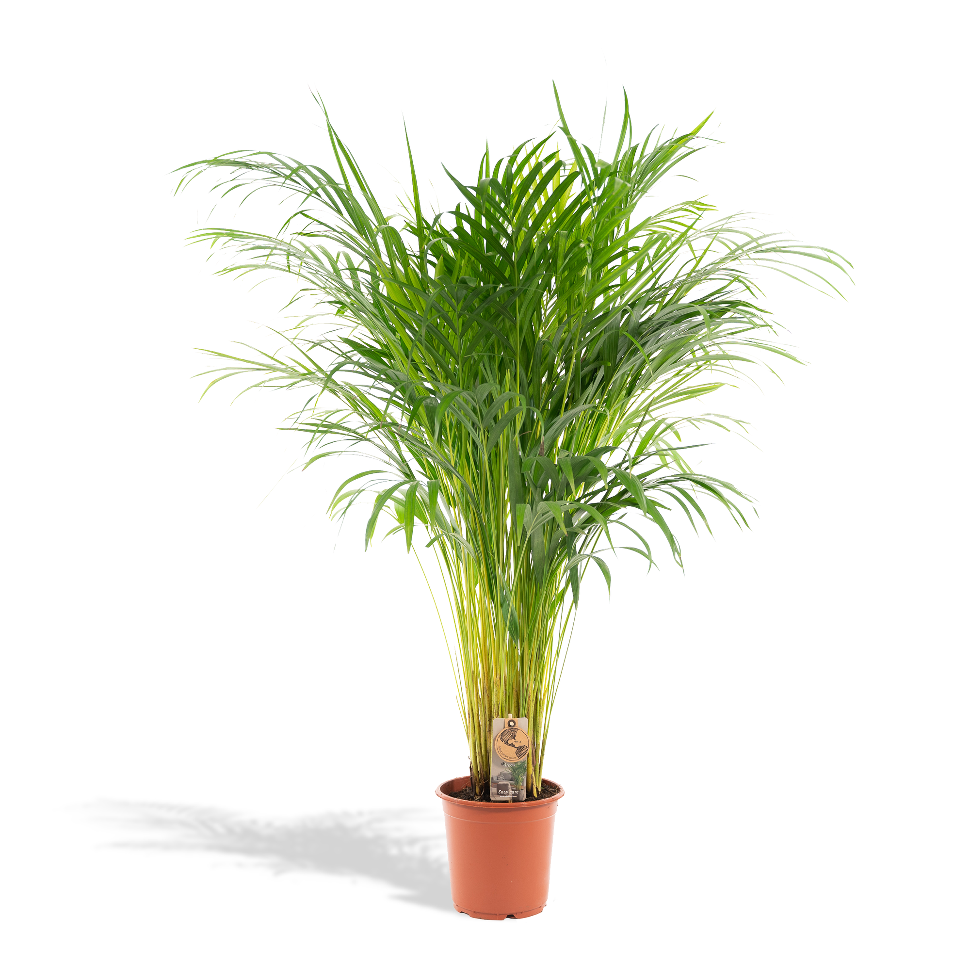 Areca palm - Luxe kamerplant voor binnen, onderhoudsarm en decoratief