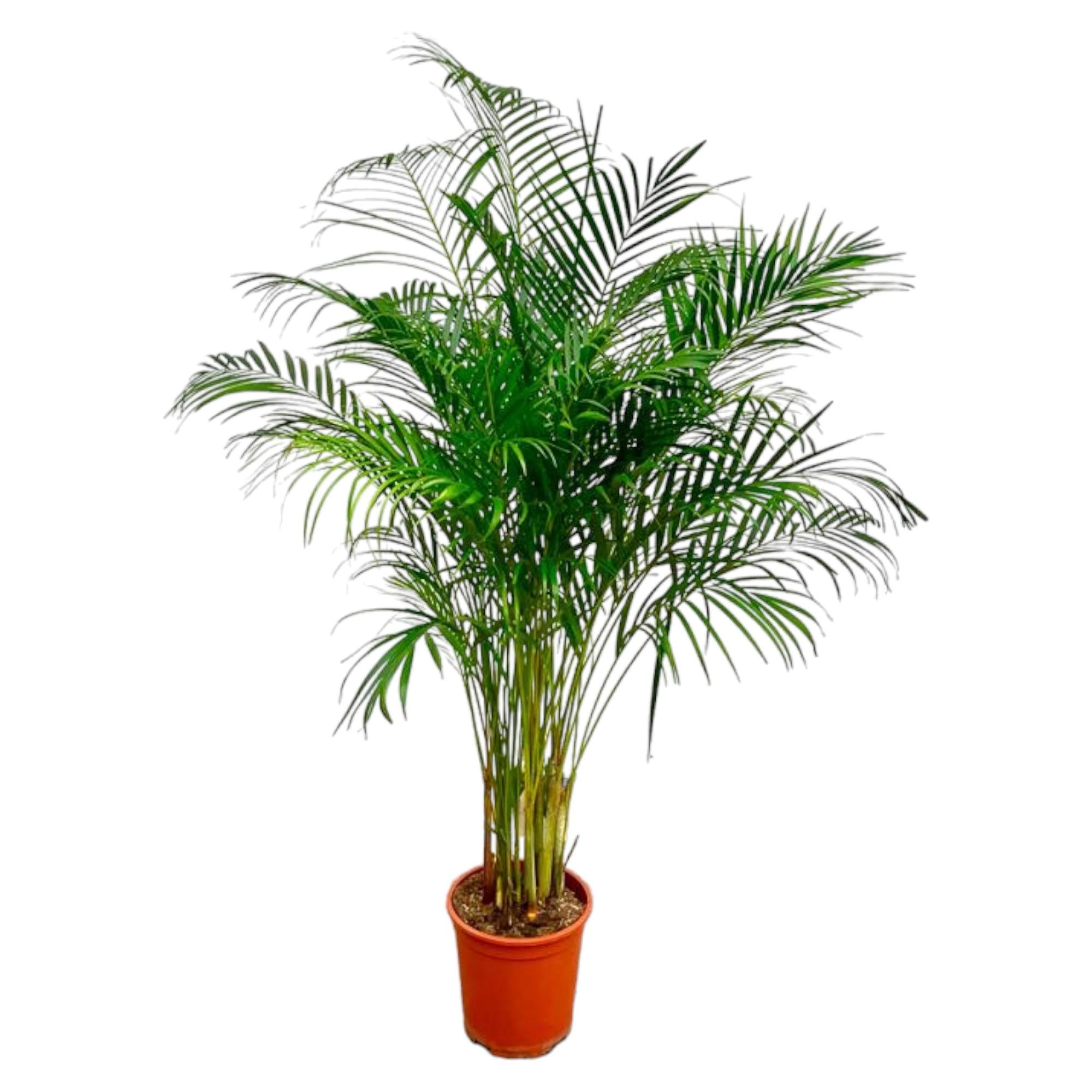 Dypsis Lutescens (Areca Palm) — Premium Tropische kamerplant