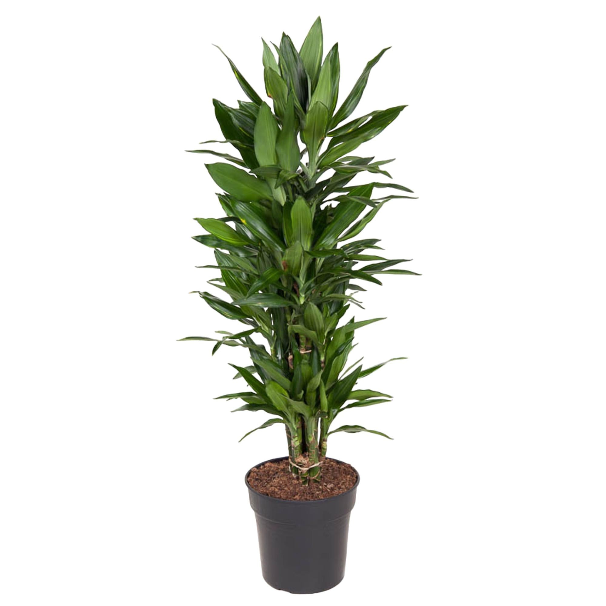 Dracaena Janet Lind vertakt – grote donkergroene Dracaena kamerplant