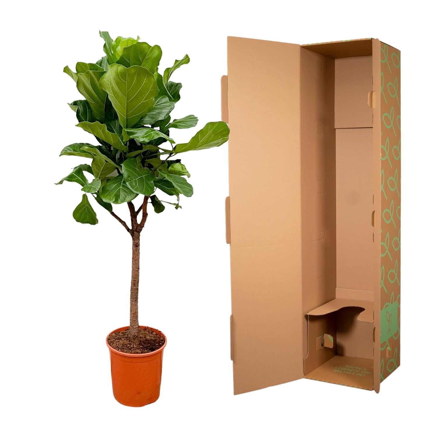 Ficus Lyrata boom - grote, stijlvolle kamerplant voor binnen en interieurdecoratie
