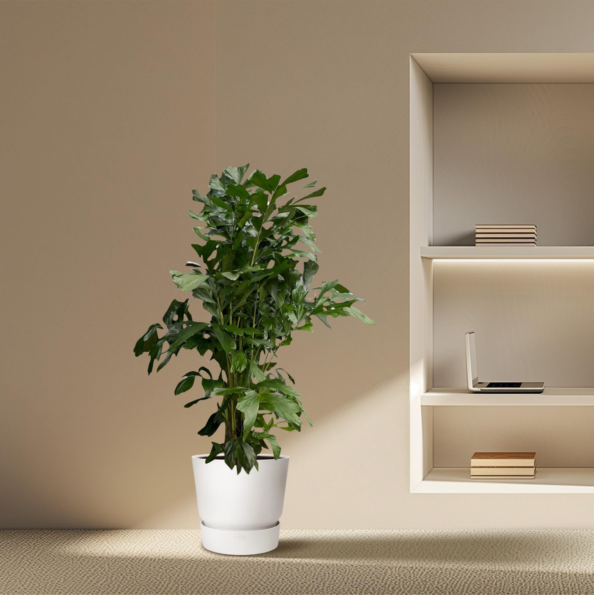 Caryota Mitis (vissenstaartpalm) – bijzondere grote kamerpalm