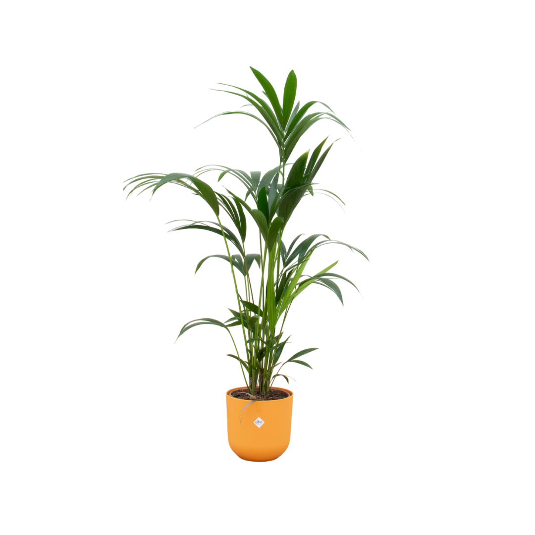 Combi deal - Kentia palm inclusief elho sierpot voor binnen, elegante kamerplant
