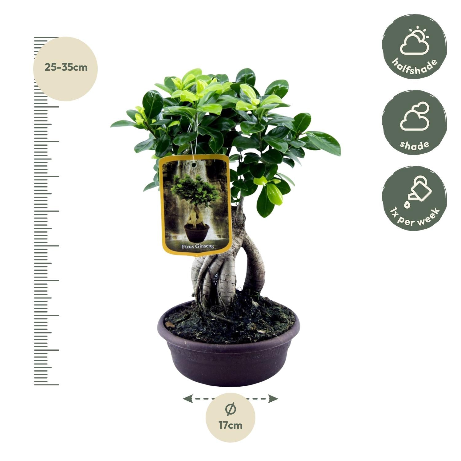Ficus Microcarpa Ginseng – bonsai ficus kamerplant