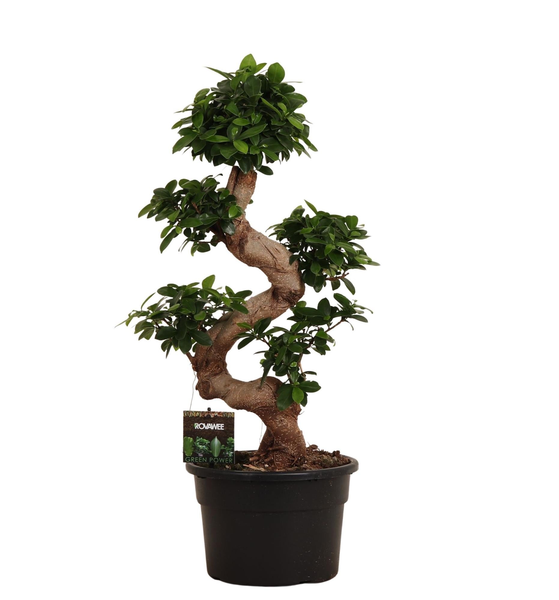 Ficus Microcarpa Ginseng – bonsai ficus kamerplant