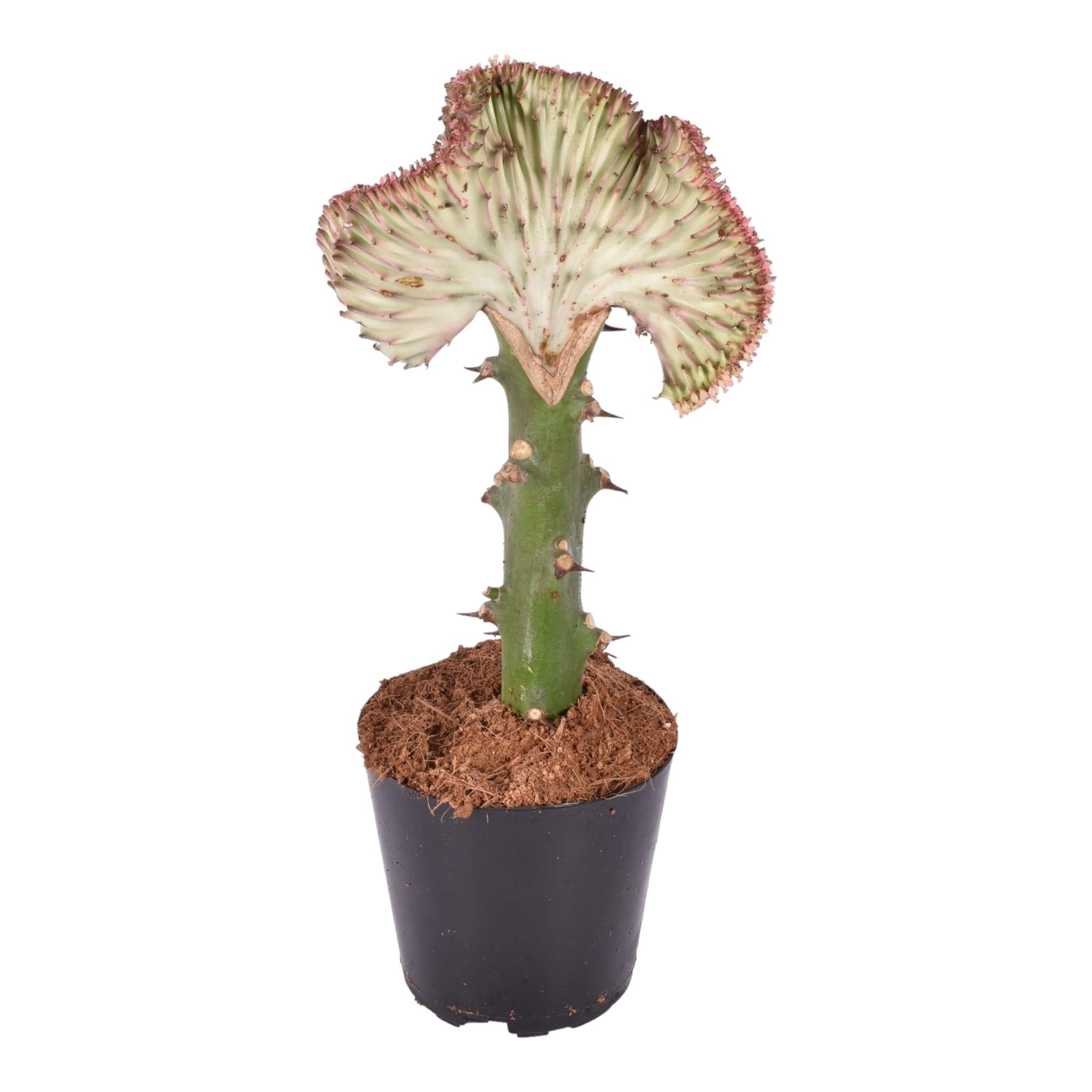 Euphorbia lactea Cristata rood – koraalcactus kamerplant