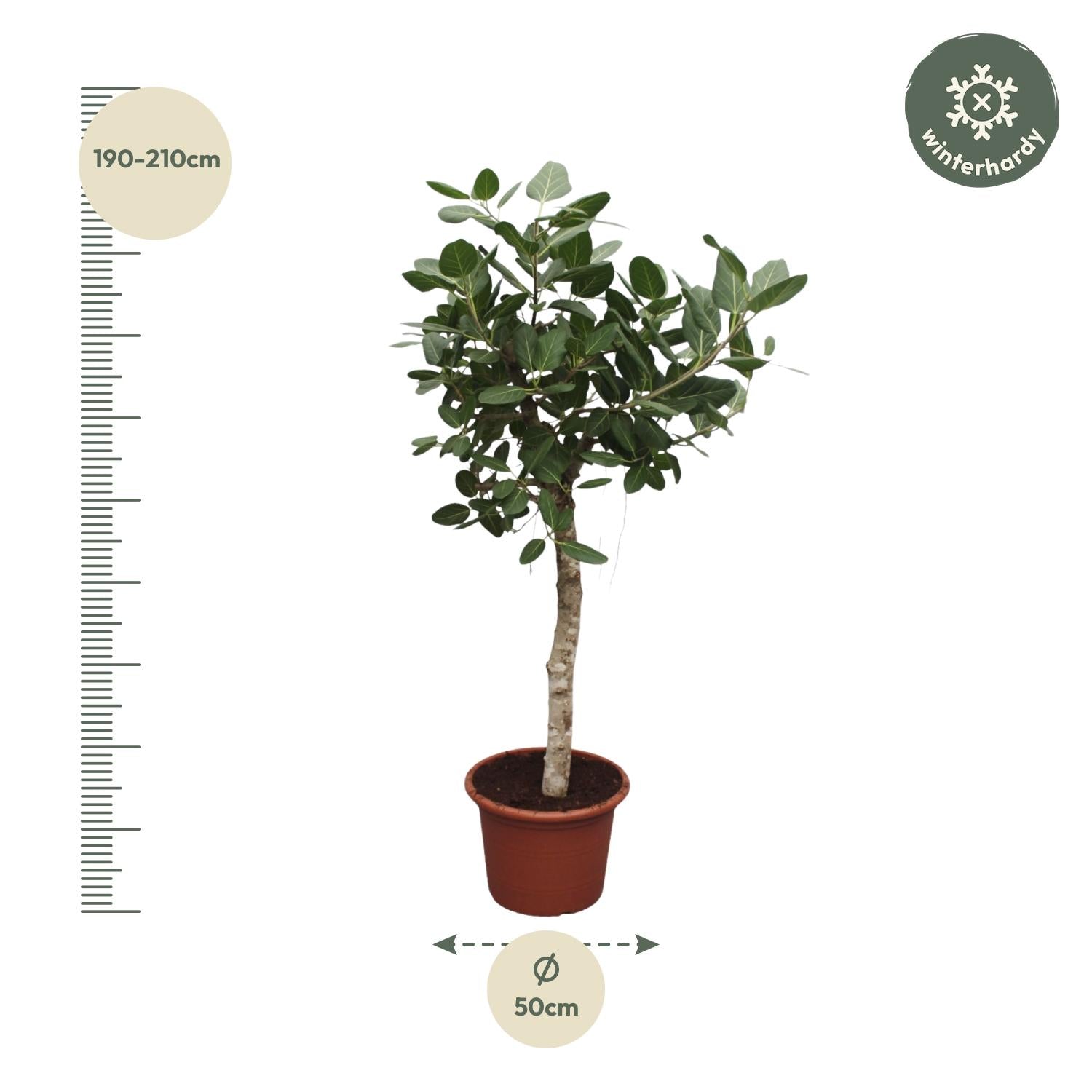 Ficus Benghalensis – grote banyan ficus kamerboom