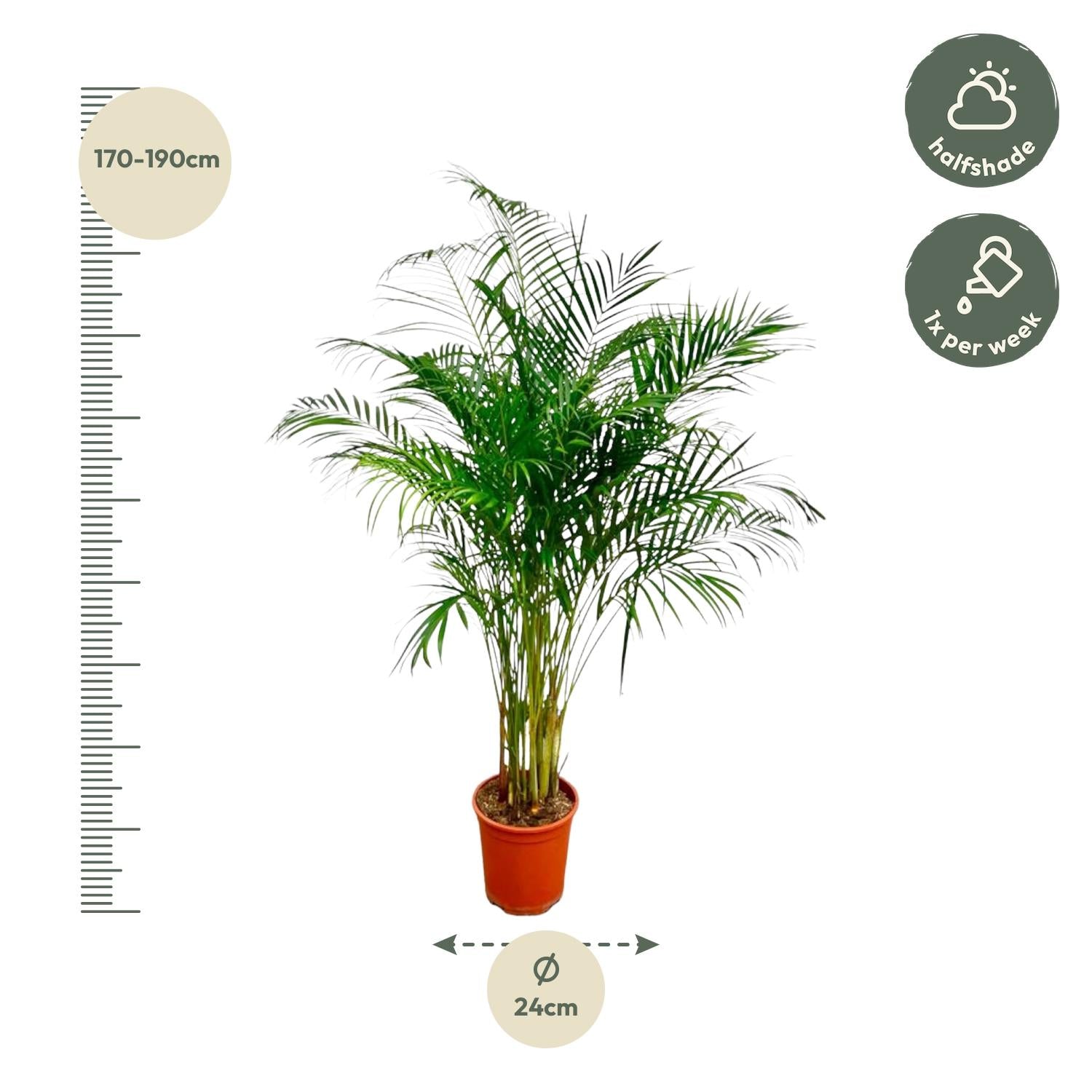 Dypsis Lutescens (Areca Palm) — Premium Tropische kamerplant