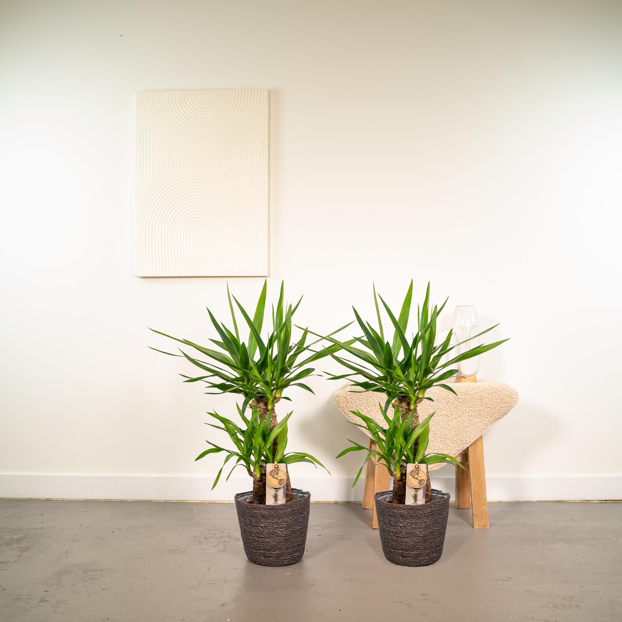 2x Yucca - ?90cm - Ø17cm