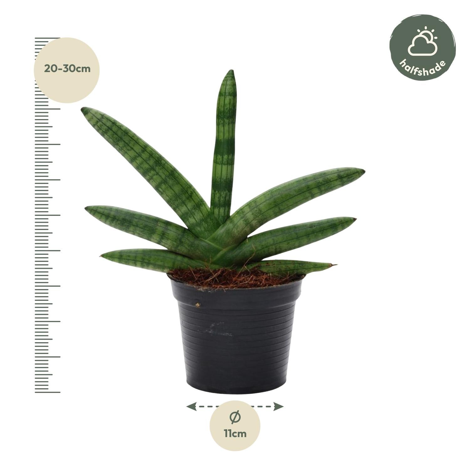 Sansevieria mini mix – Sansevieria cylindrica en Skyline in sierlijke pot Ø10,5