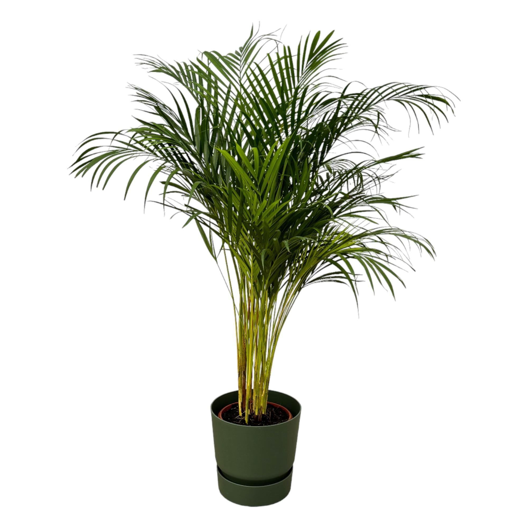 Areca palm inclusief elho Greenville Round sierpot - grote decoratieve kamerplant
