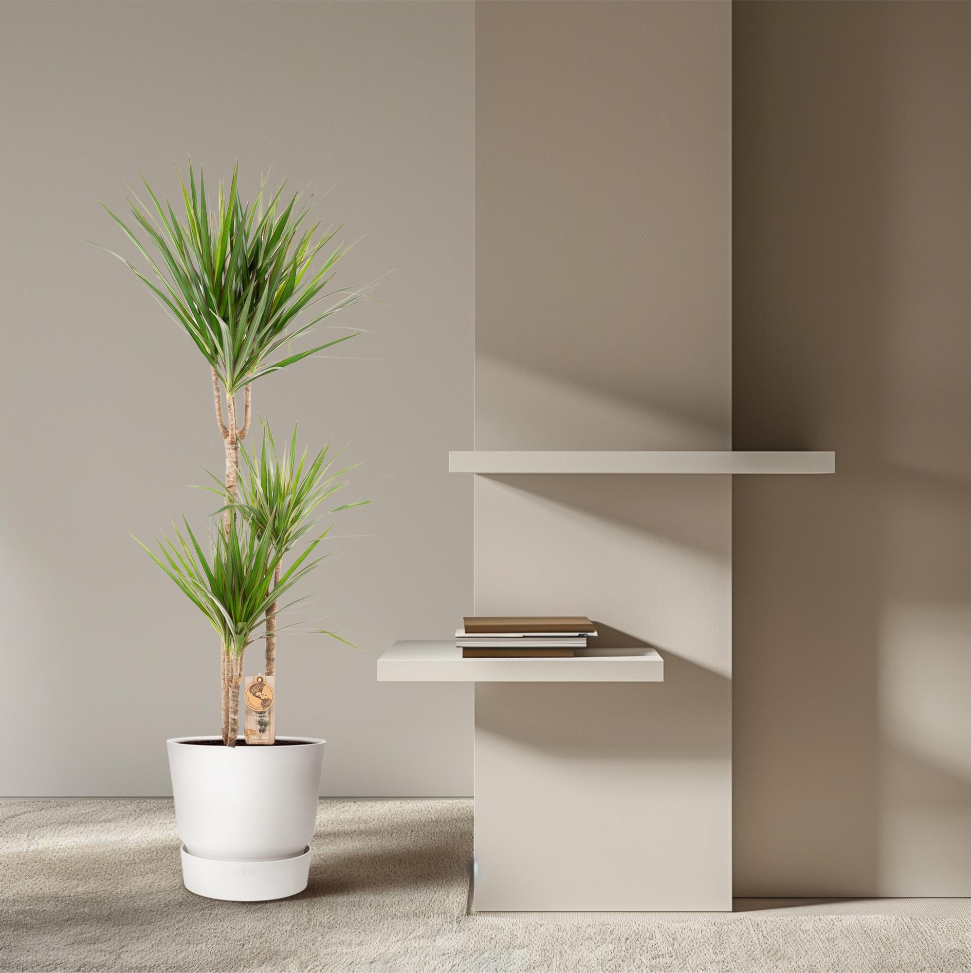 Dracaena Marginata - kamerplant in kweekpot