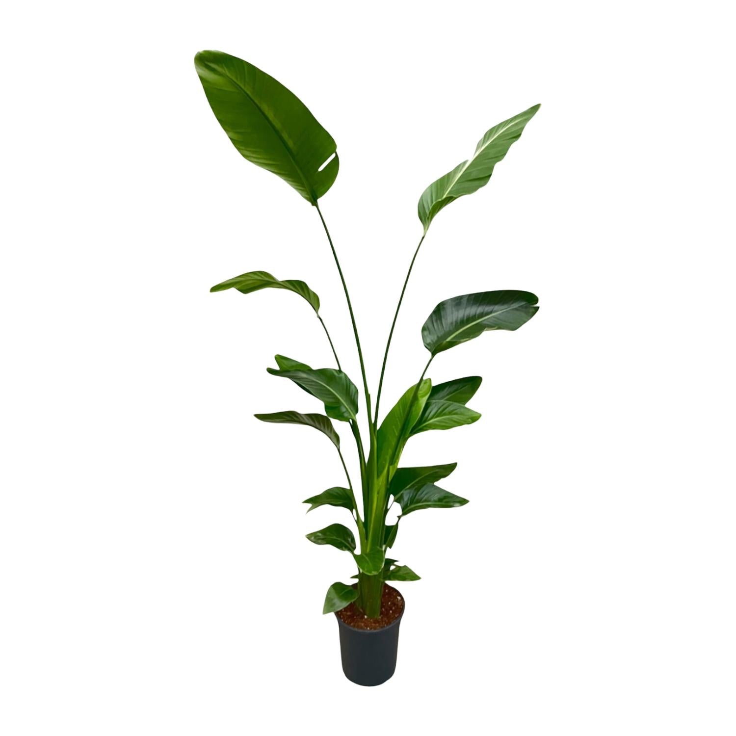Strelitzia Nicolai - Tropische kamerplant voor binnen, decoratieve exotische plant