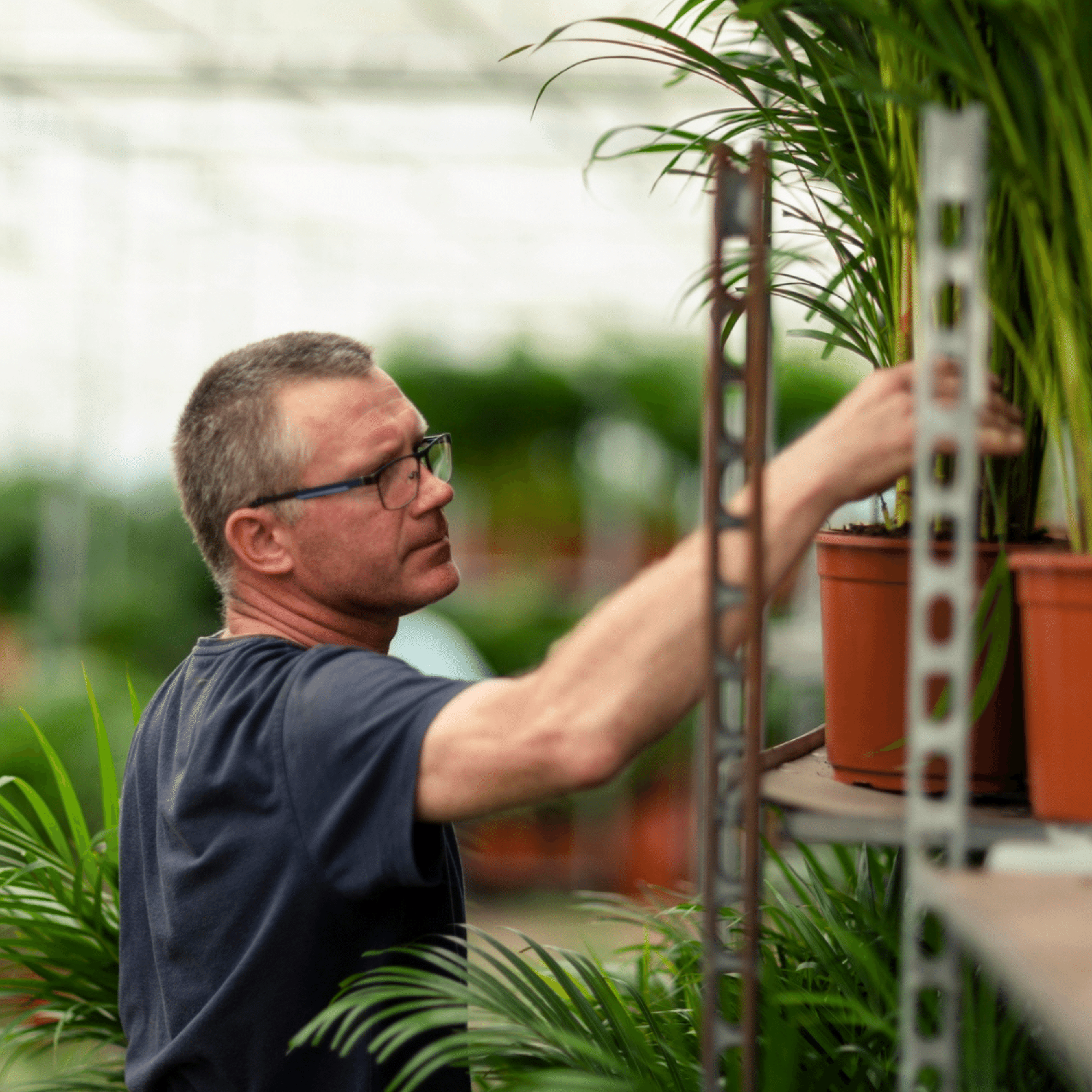 Areca palm - Luxe kamerplant voor binnen, onderhoudsarm en decoratief