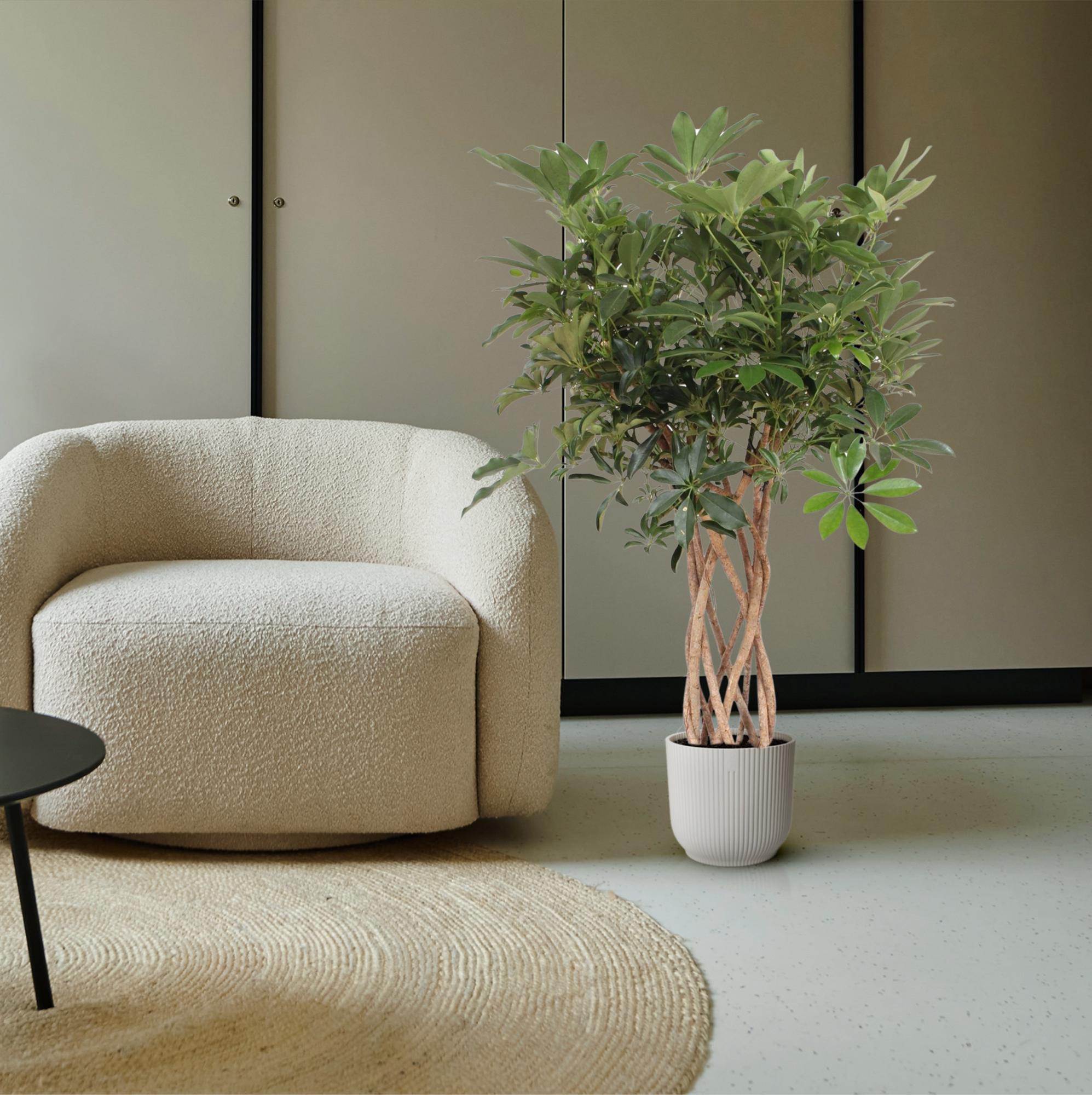 Schefflera Arboricola Compacta – volle groene parasolboom kamerplant