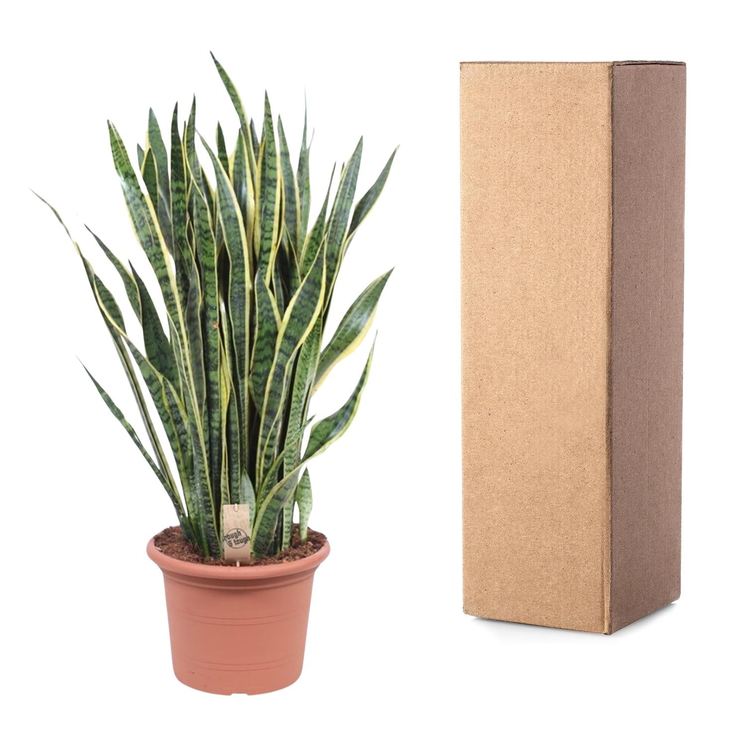 Sansevieria Laurentii slangplant – sterke luchtzuiverende kamerplant