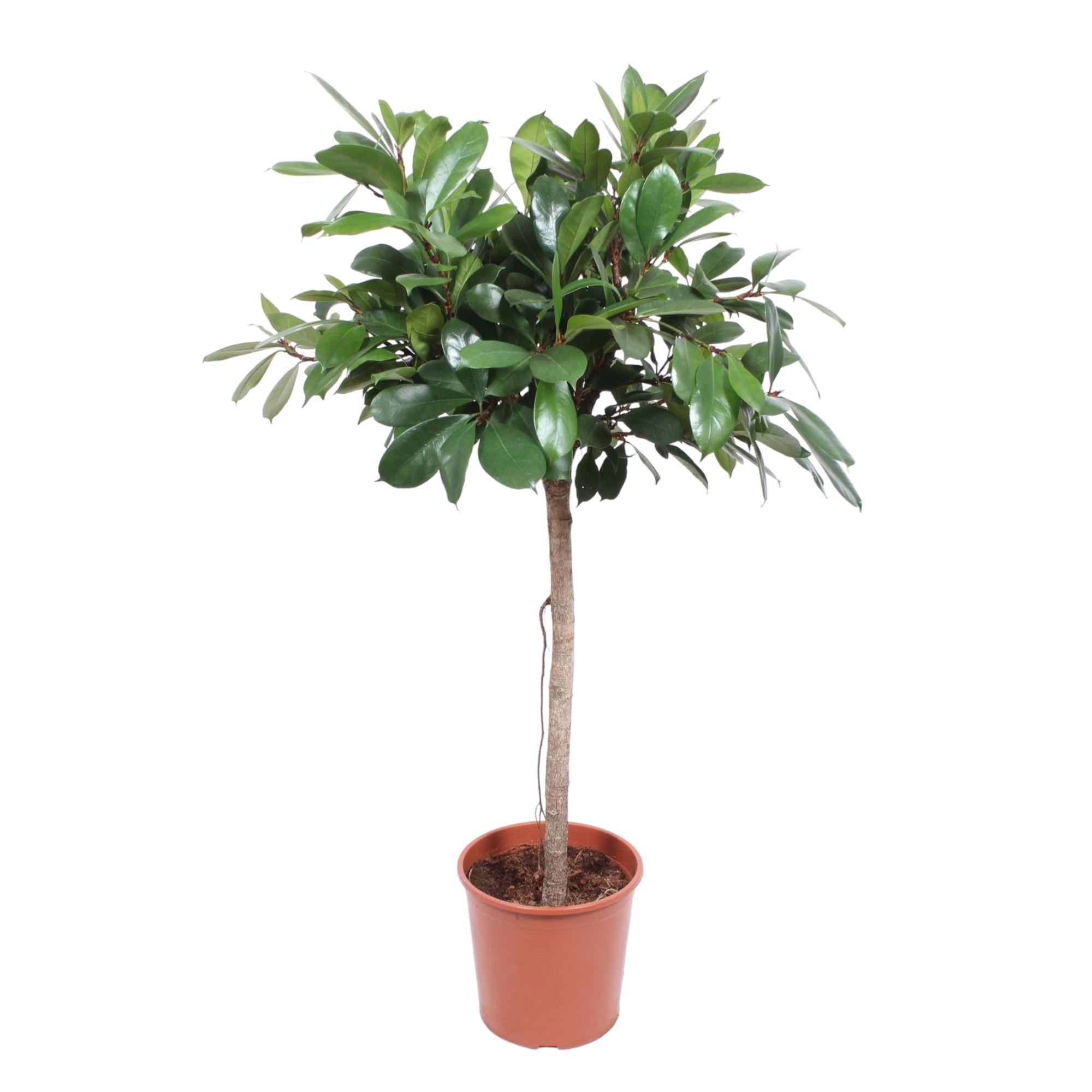 Ficus Cyathistipula boom - 180 cm - ø30