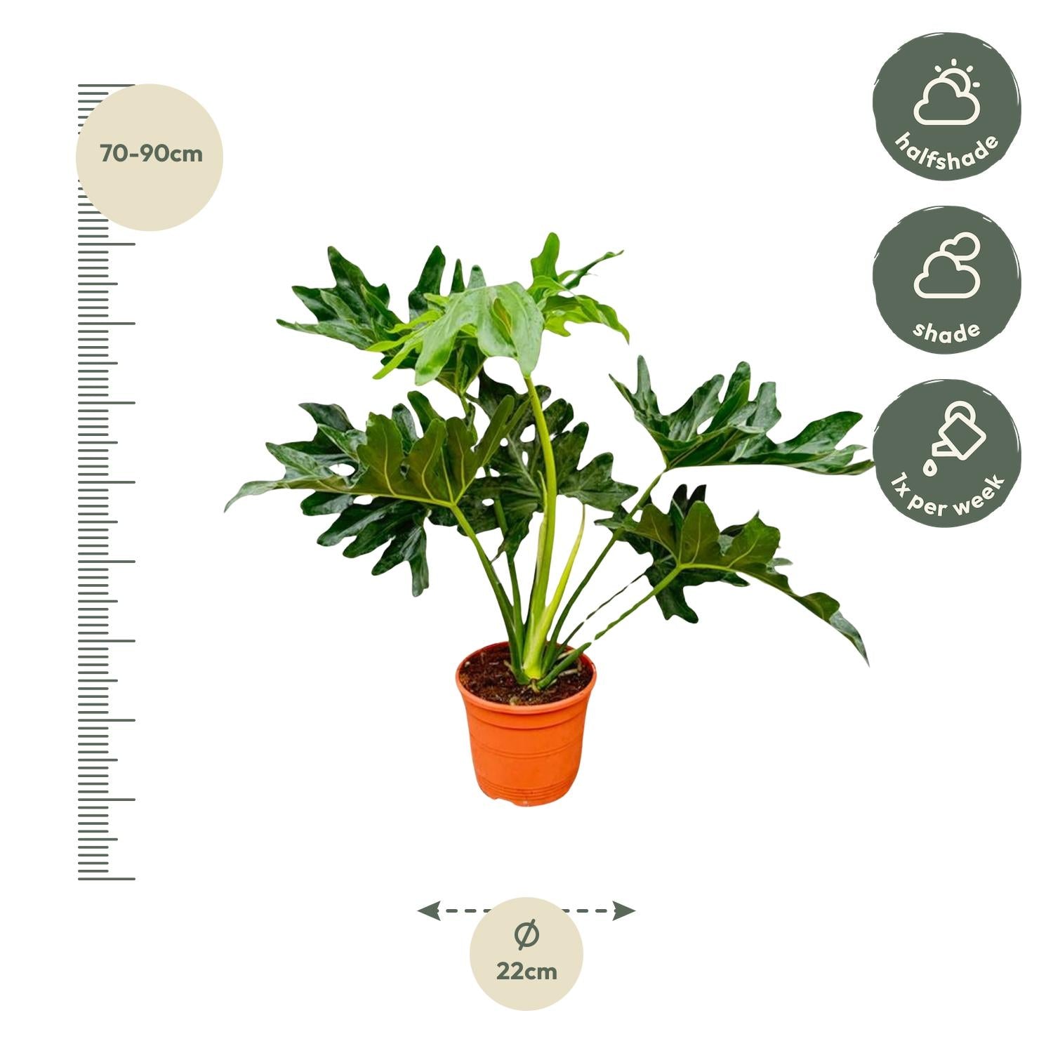 Philodendron Selloum – grote bosrijke Philodendron kamerplant
