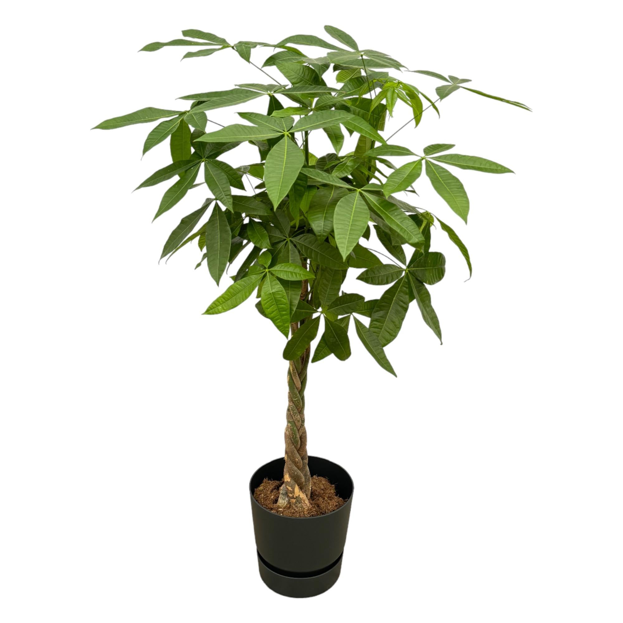 Pachira Aquatica inclusief elho Greenville Round bloempot 160cm - Ø30