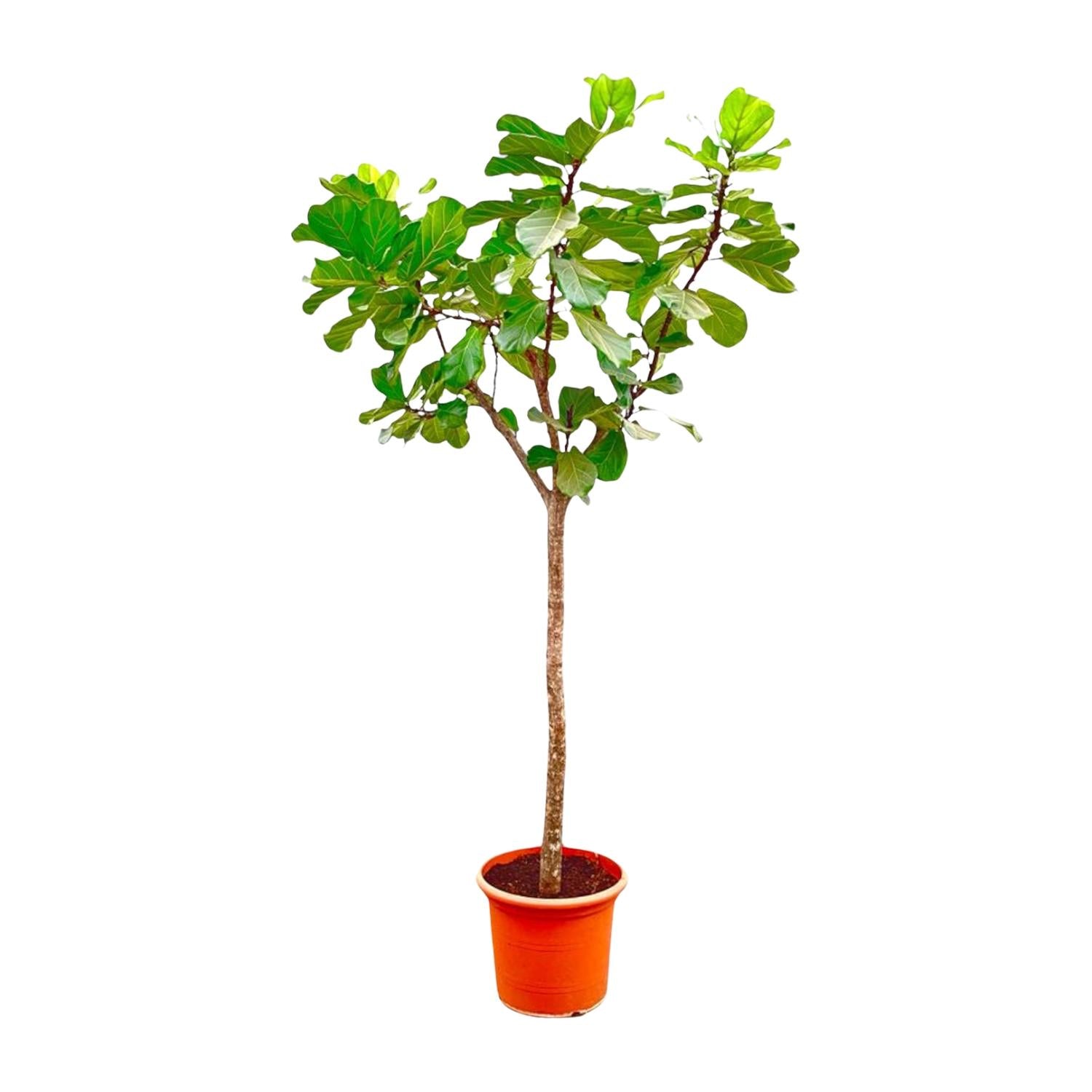 Ficus Lyrata boom - grote, stijlvolle kamerplant voor binnen en interieurdecoratie