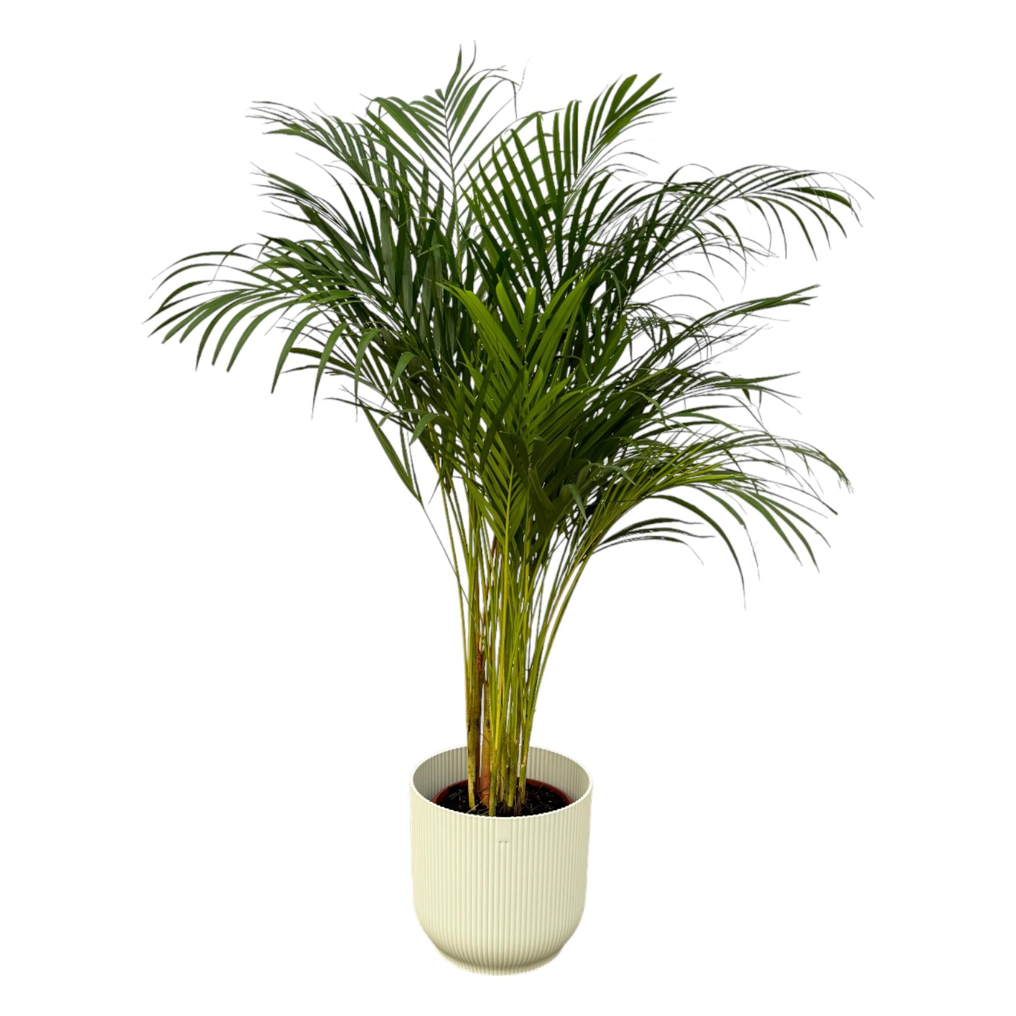 Areca palm inclusief elho Vibes Fold Round - sierlijke tropische kamerplant met pot