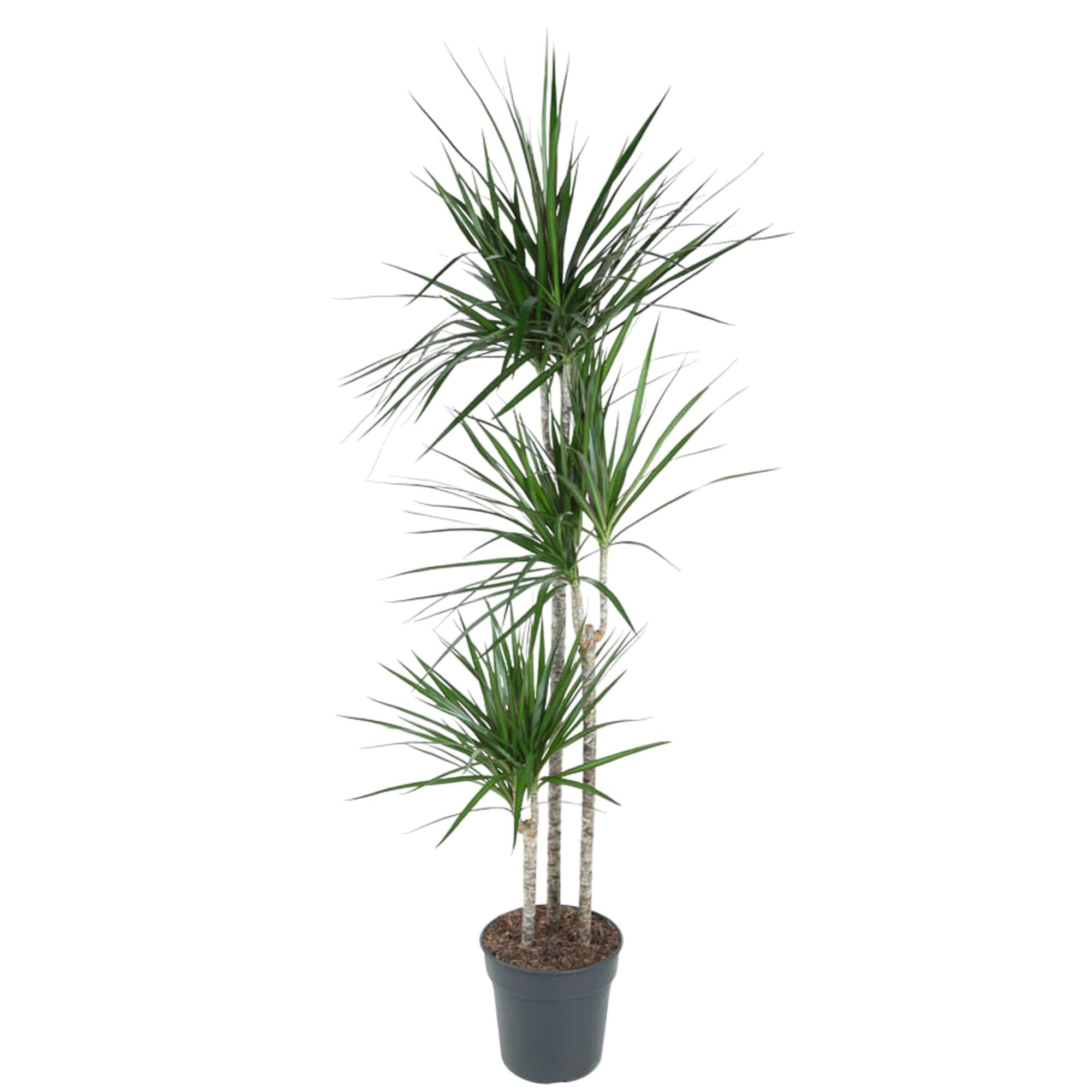 Dracaena Marginata - kamerplant in kweekpot