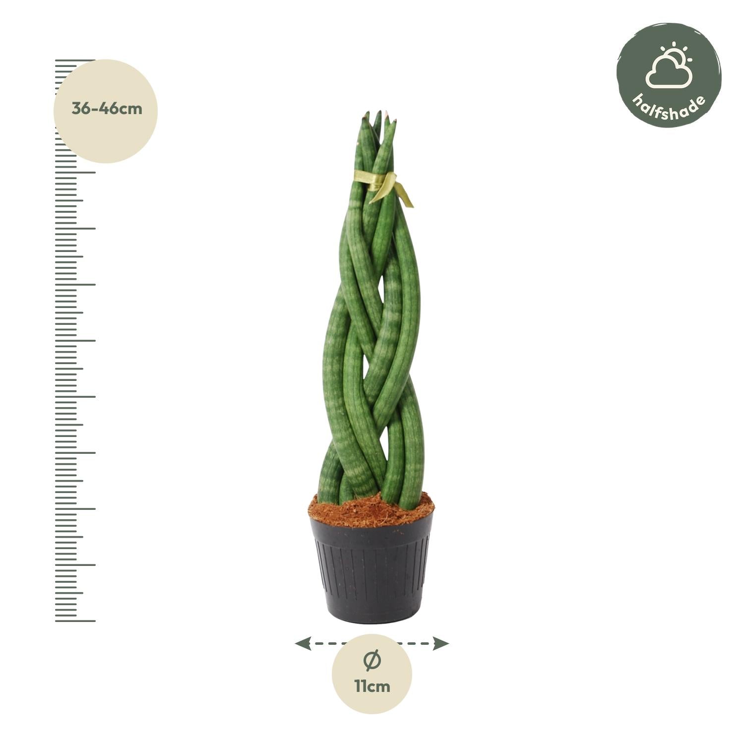 Sansevieria mini mix – Sansevieria cylindrica en Skyline in sierlijke pot Ø10,5