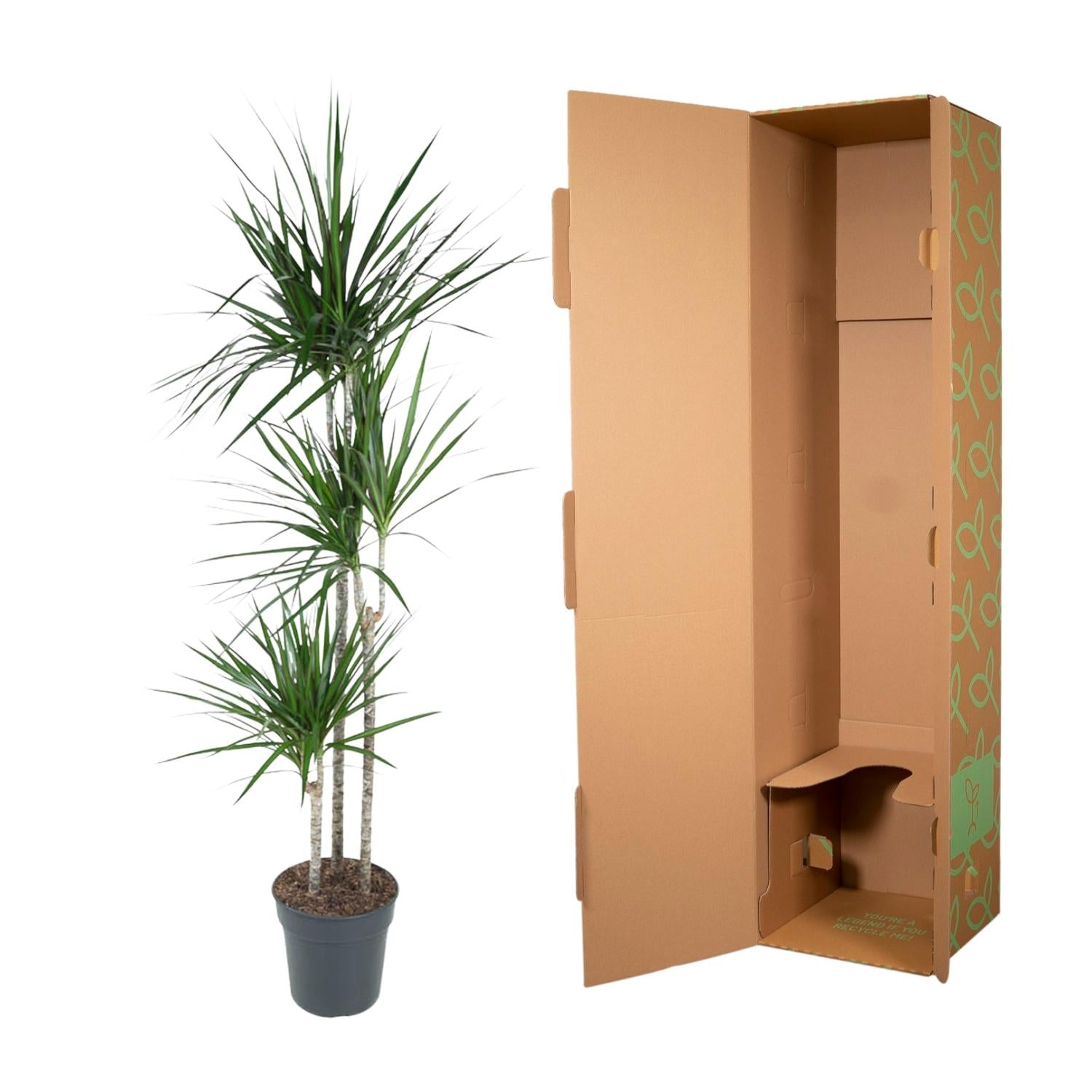 Dracaena Marginata - kamerplant in kweekpot