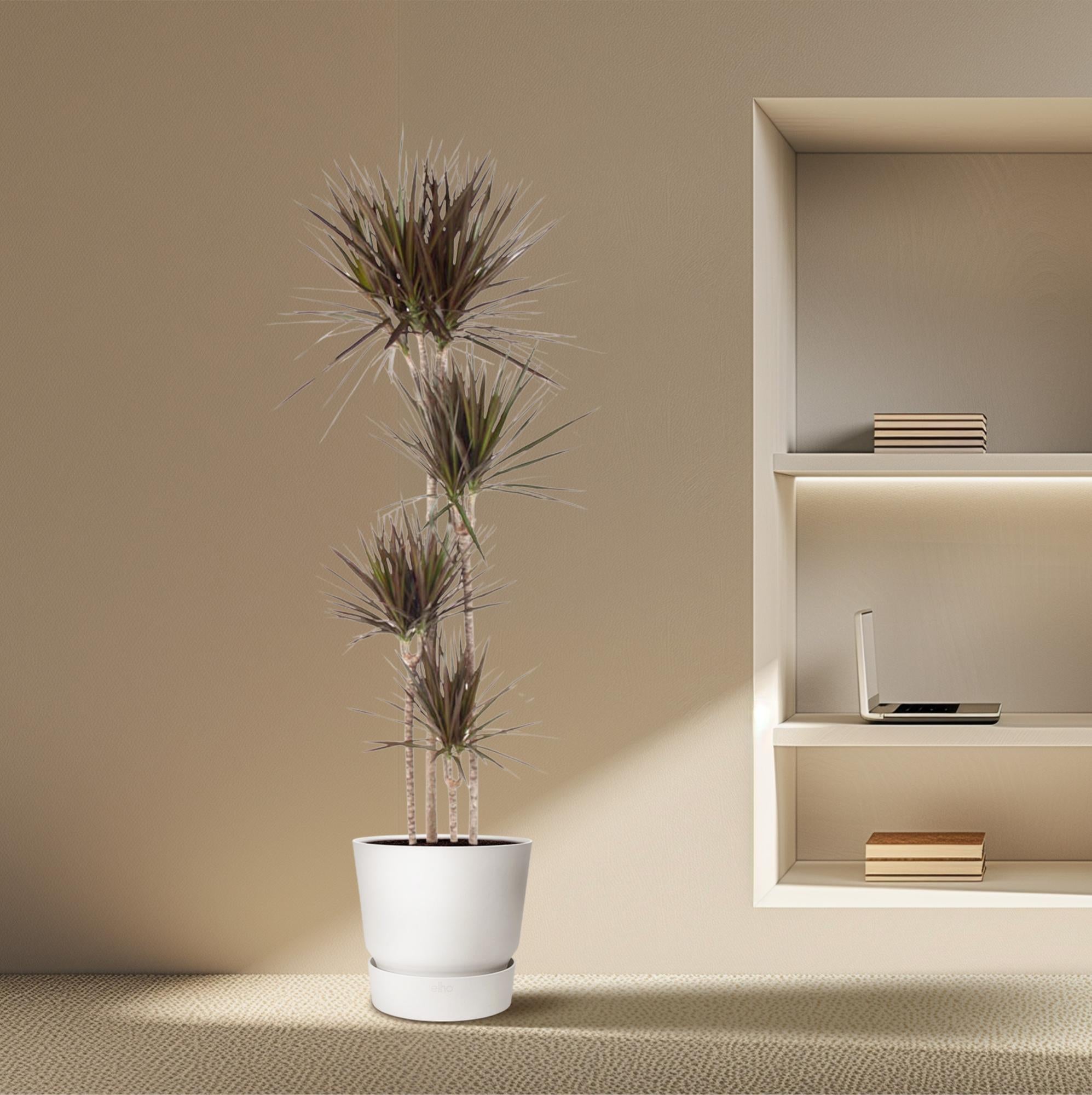 Dracaena Magenta – diepgroene paarsrode Dracaena kamerplant