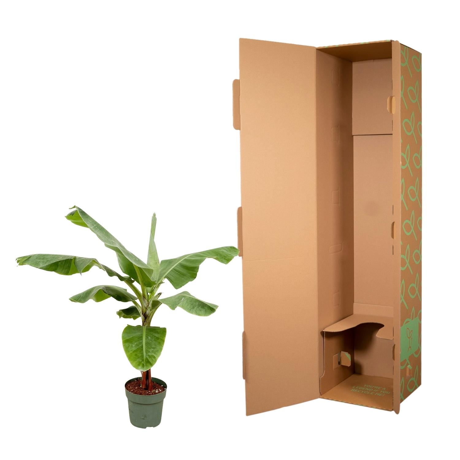 Bananenplant (Musa) - weelderige tropische kamerplant voor huis en kantoor