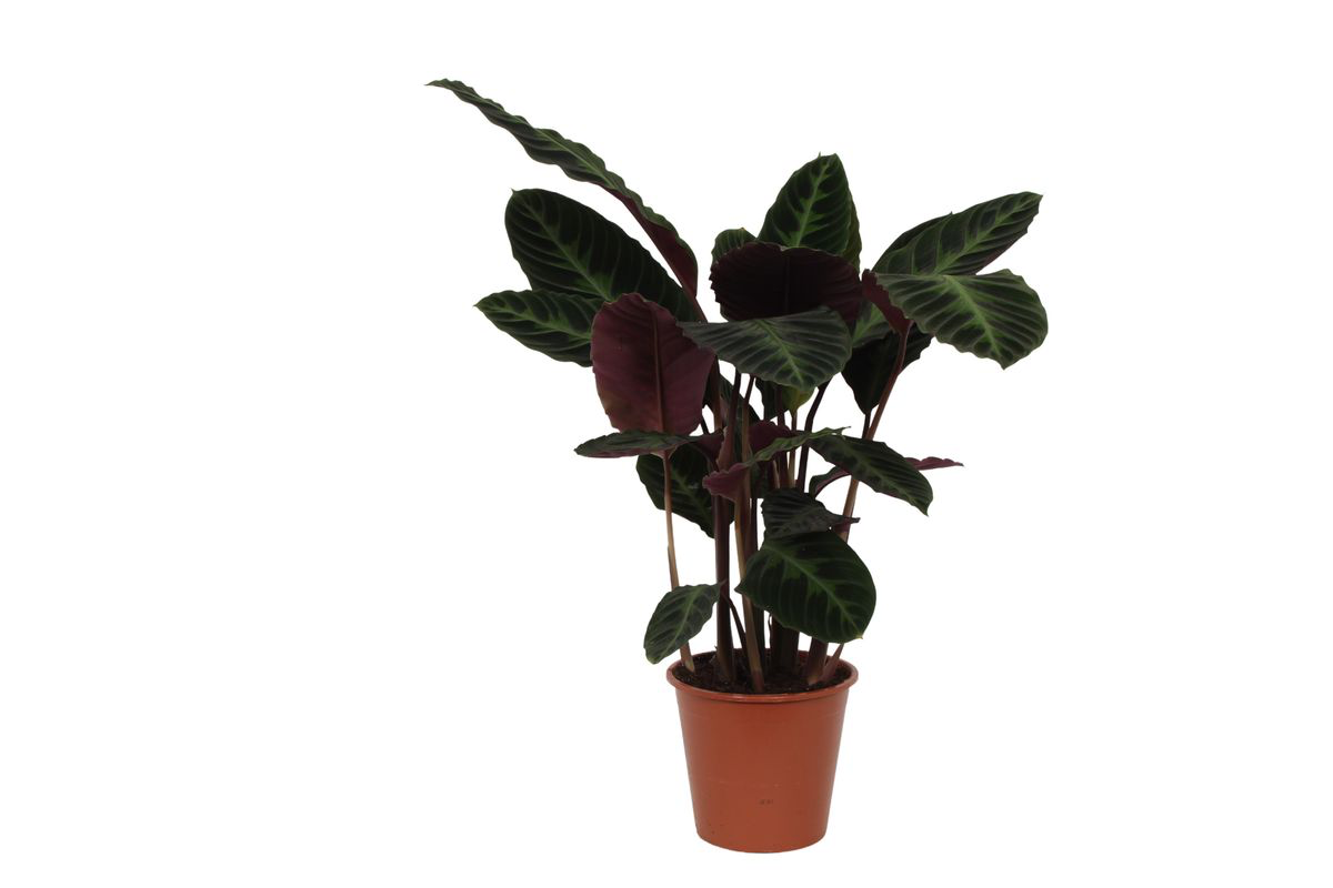Calathea Warscewiczii - 90 cm - Ø21cm