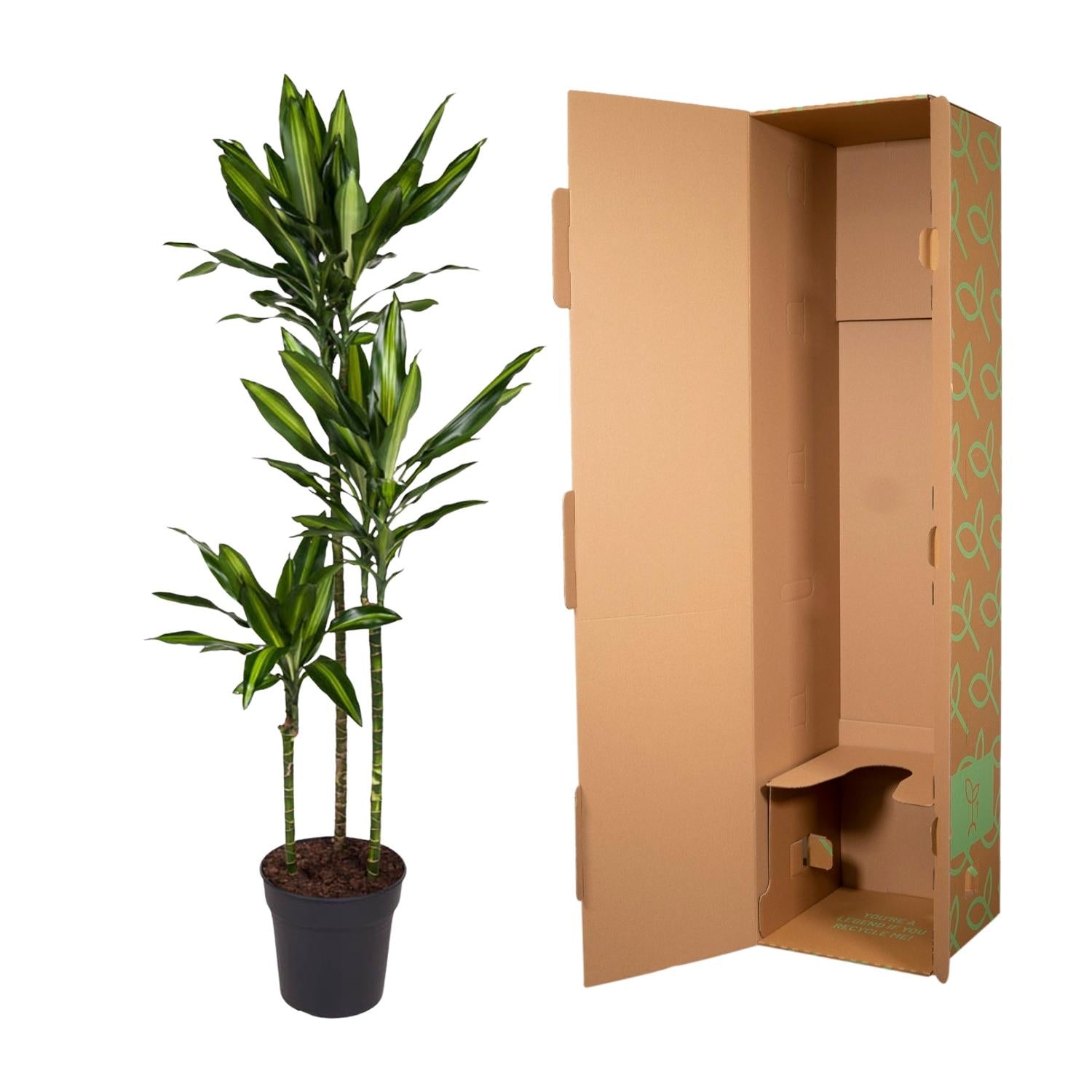 Dracaena Cintho – sterke groene kamerplant in kweekpot