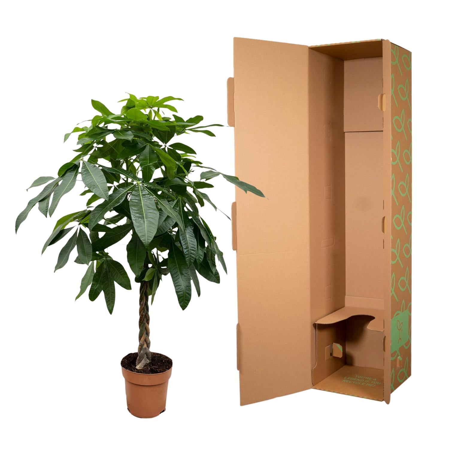Pachira Aquatica kamerplant – decoratieve geldboom voor huis & kantoor