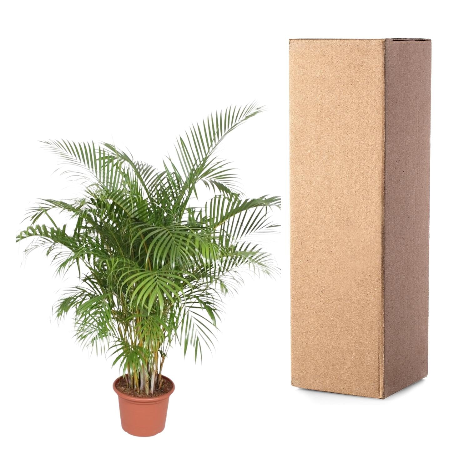 Dypsis Lutescens (Areca Palm) — Premium Tropische kamerplant