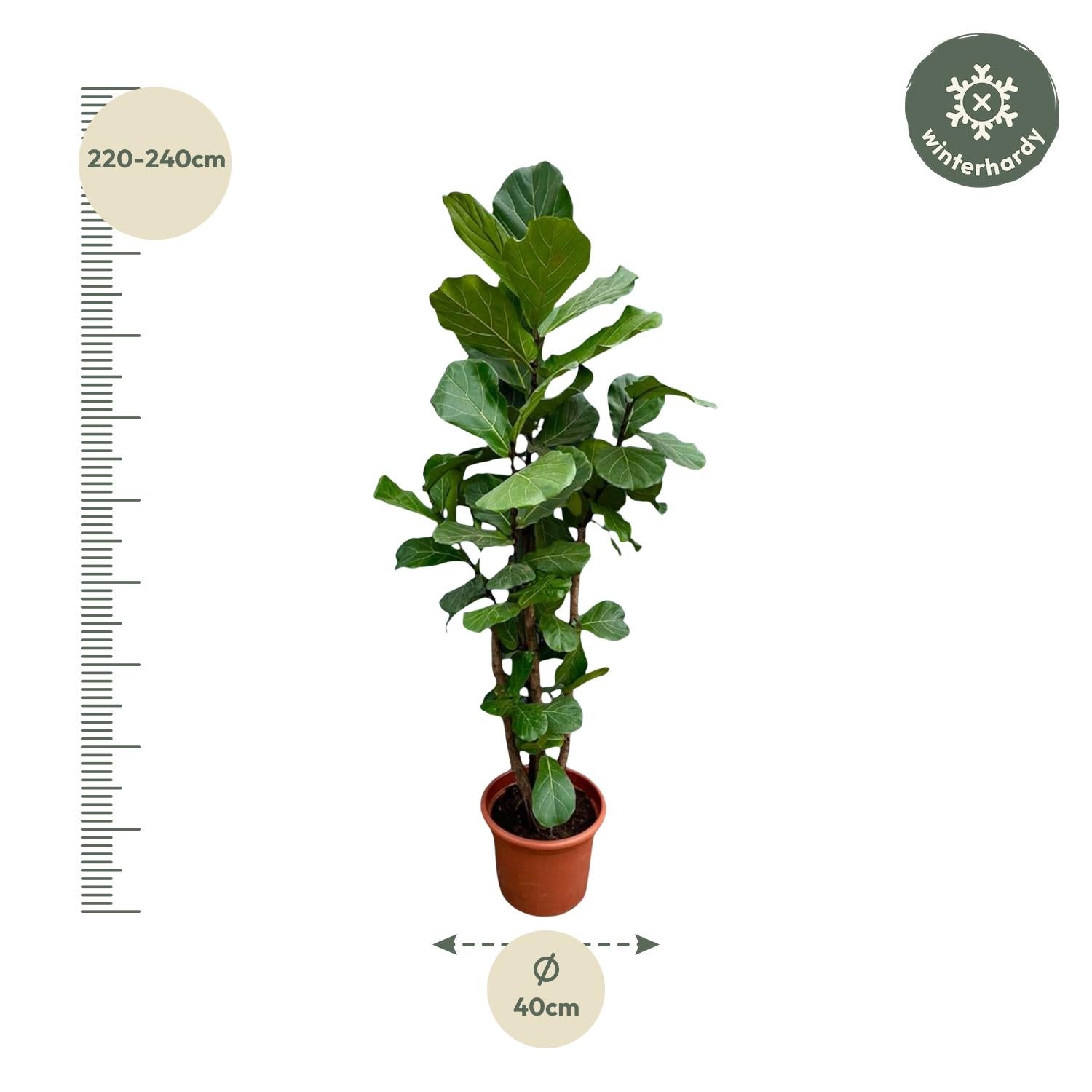 Ficus Lyrata vertakt - grote sierkamerplant met stevige stam, vol weelderig blad