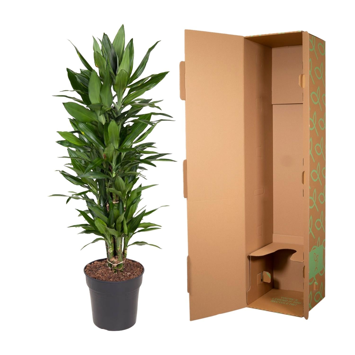 Dracaena Janet Lind vertakt – grote donkergroene Dracaena kamerplant