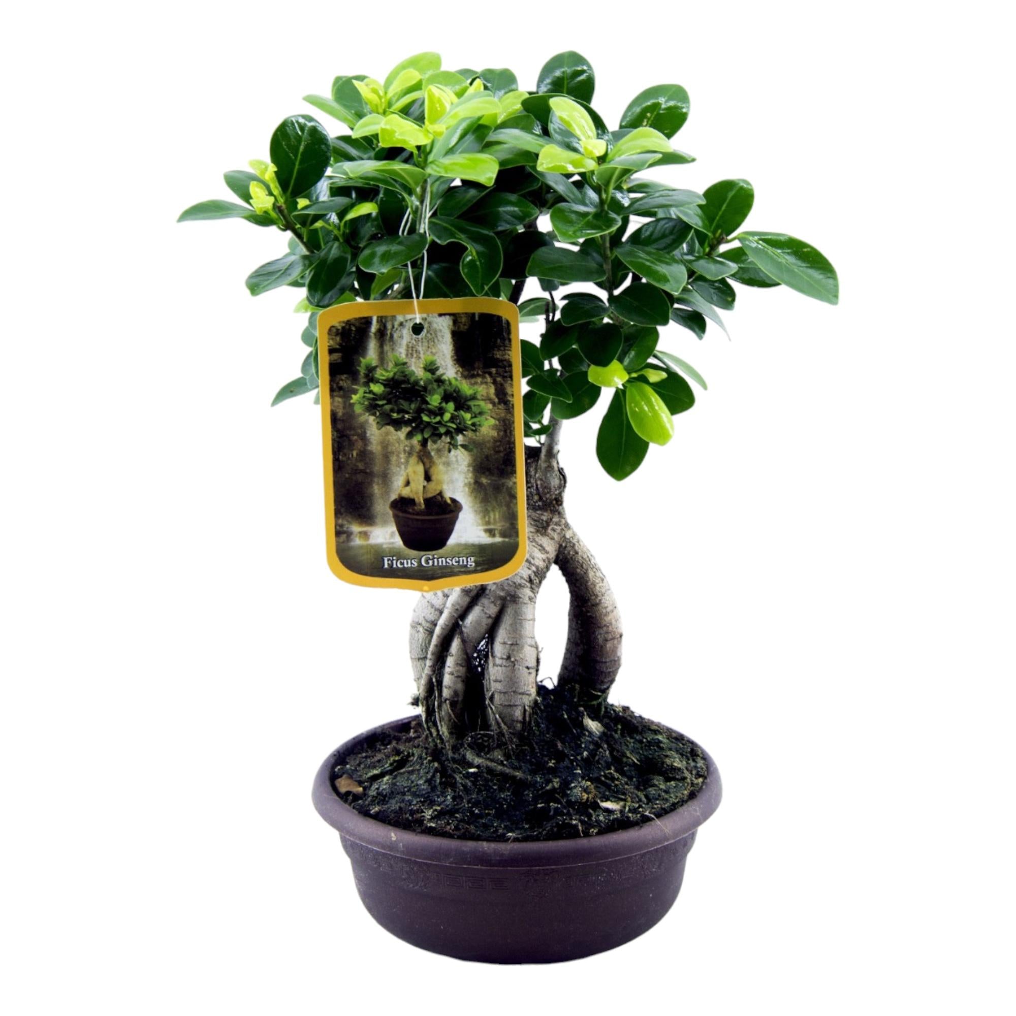 Ficus Microcarpa Ginseng – bonsai ficus kamerplant