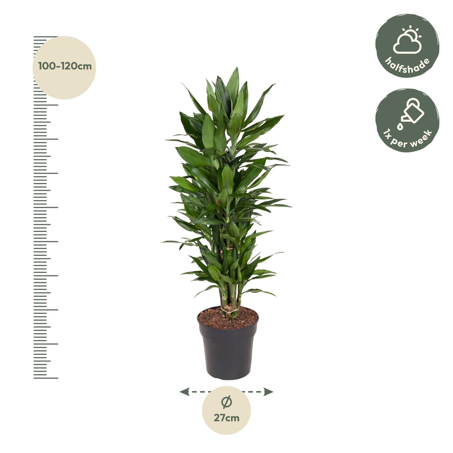 Dracaena Janet Lind vertakt – grote donkergroene Dracaena kamerplant
