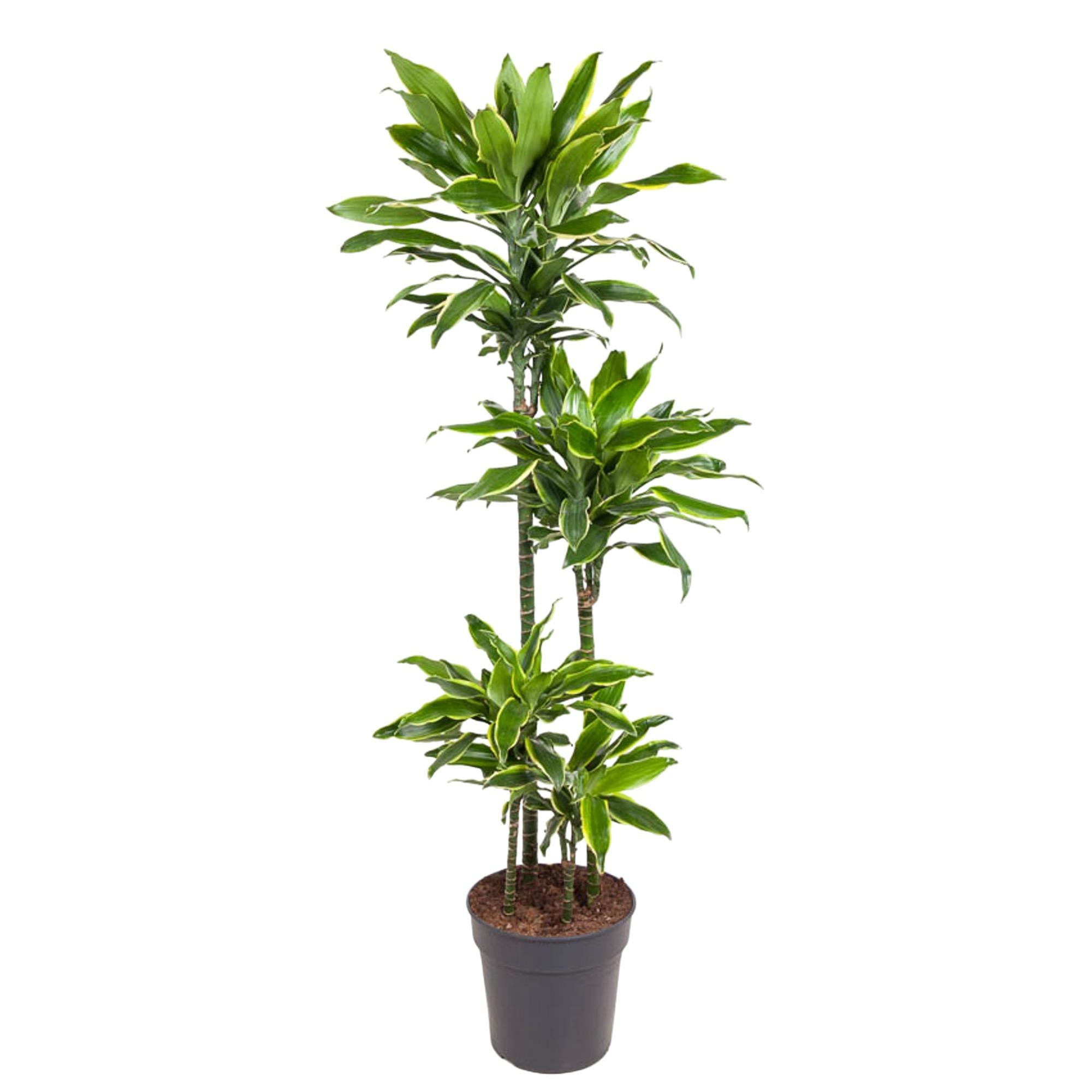Dracaena Golden Coast – grote twee-kleurige Dracaena kamerplant in kweekpot
