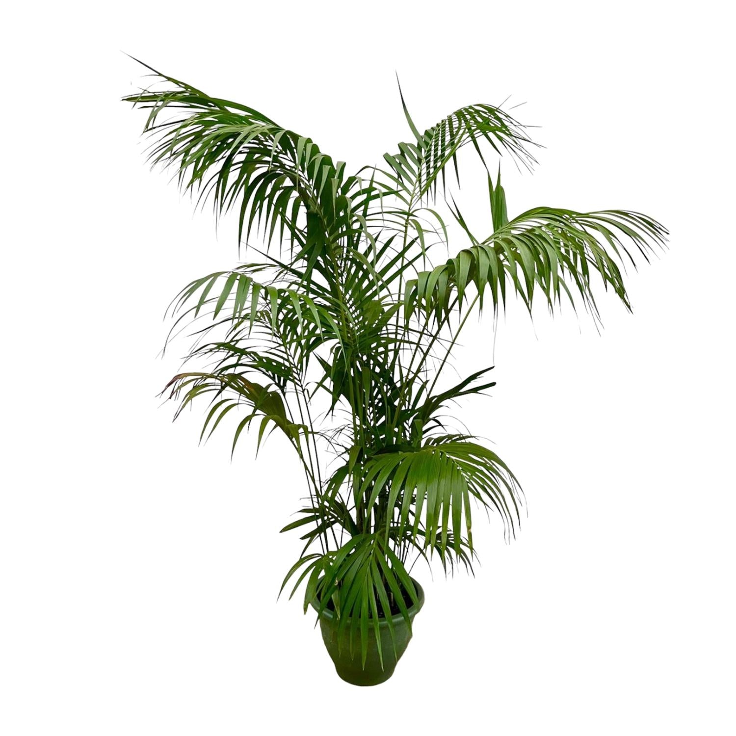 Kentia Palm kamerplant – stijlvolle sierpalm voor huis, kantoor & interieur