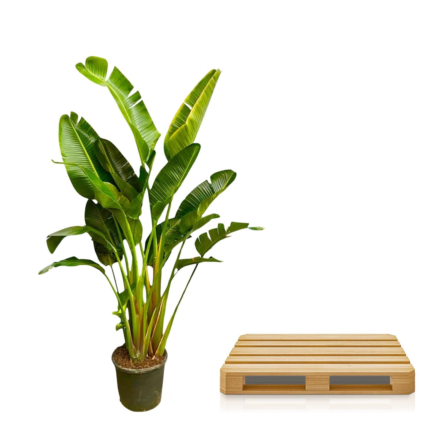 Strelitzia Augusta multi stam XXL - Grote decoratieve kamerplant met luxe uitstraling