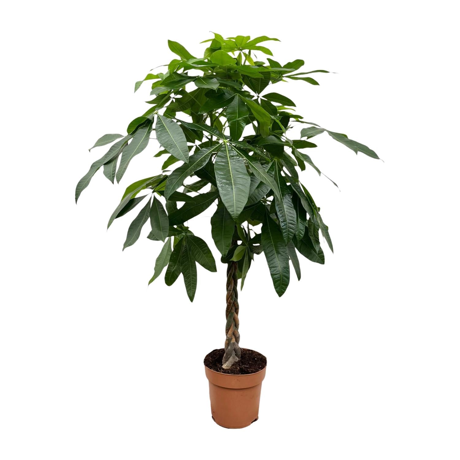 Pachira Aquatica kamerplant – decoratieve geldboom voor huis & kantoor