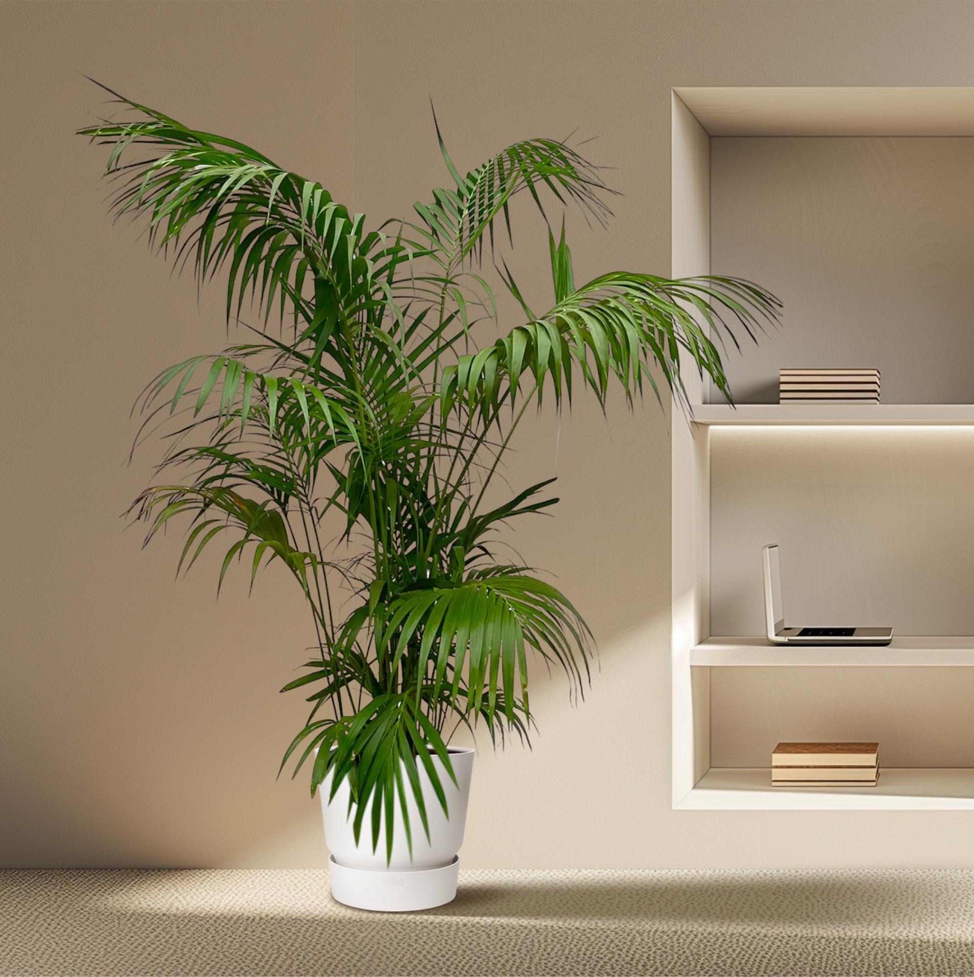 Kentia Palm kamerplant – stijlvolle sierpalm voor huis, kantoor & interieur