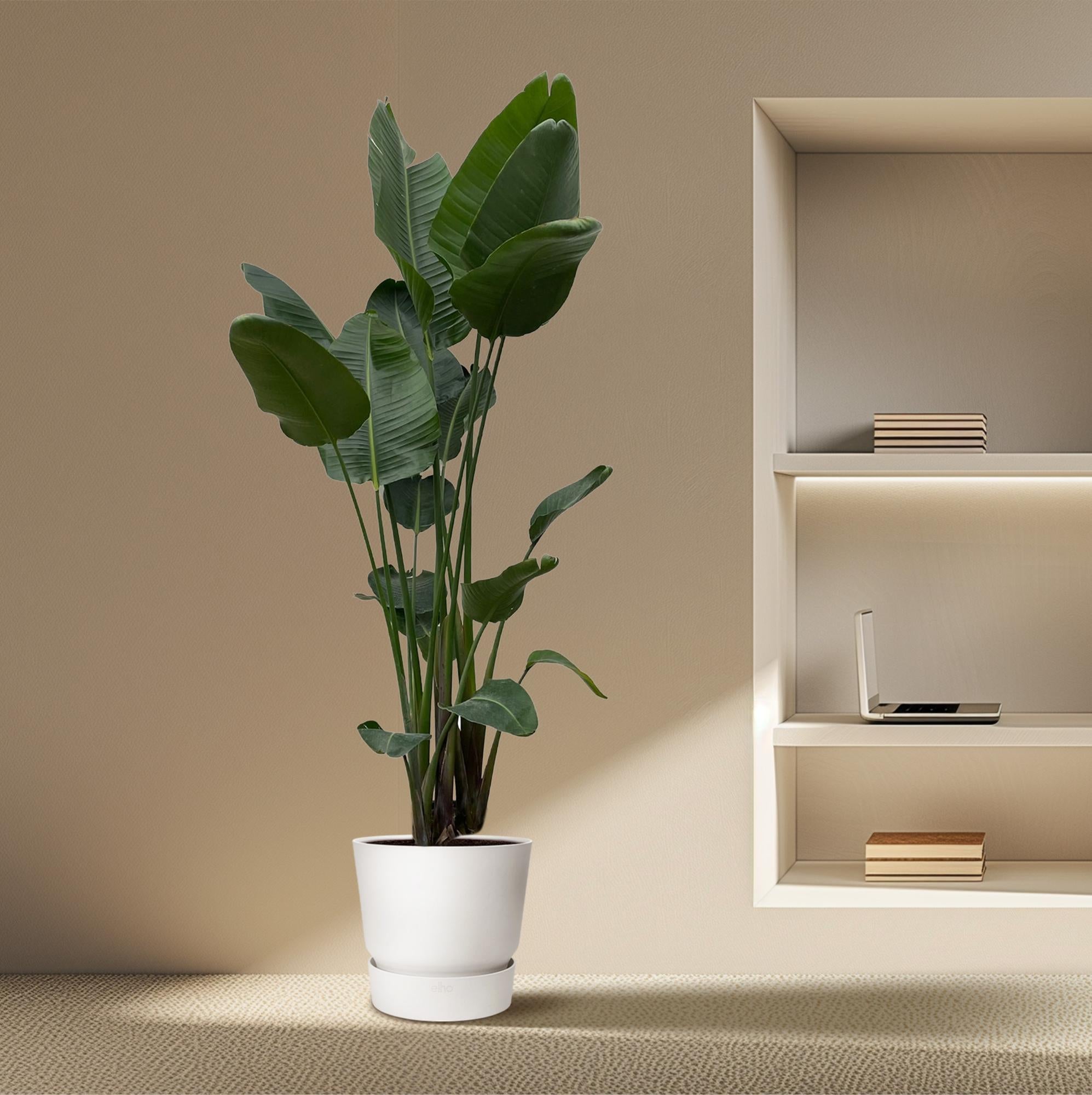 Strelitzia Nicolai - Tropische kamerplant voor binnen, decoratieve exotische plant