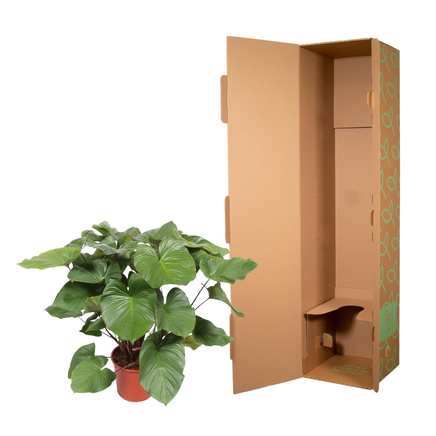 Homalomena Rubescens ‘Maggy’ – volle groene kamerplant