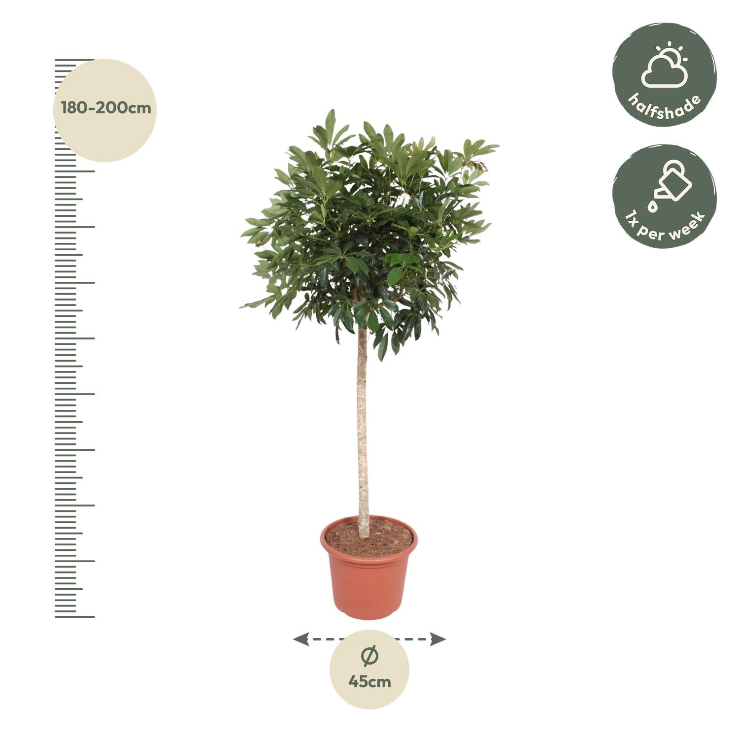 Schefflera Arboricola Compacta – volle groene parasolboom kamerplant