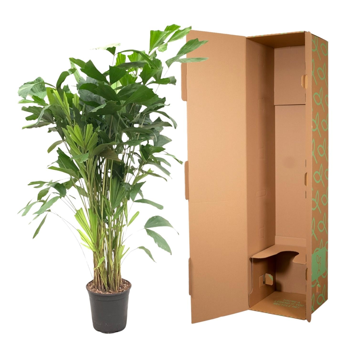 Caryota Mitis (vissenstaartpalm) – bijzondere grote kamerpalm