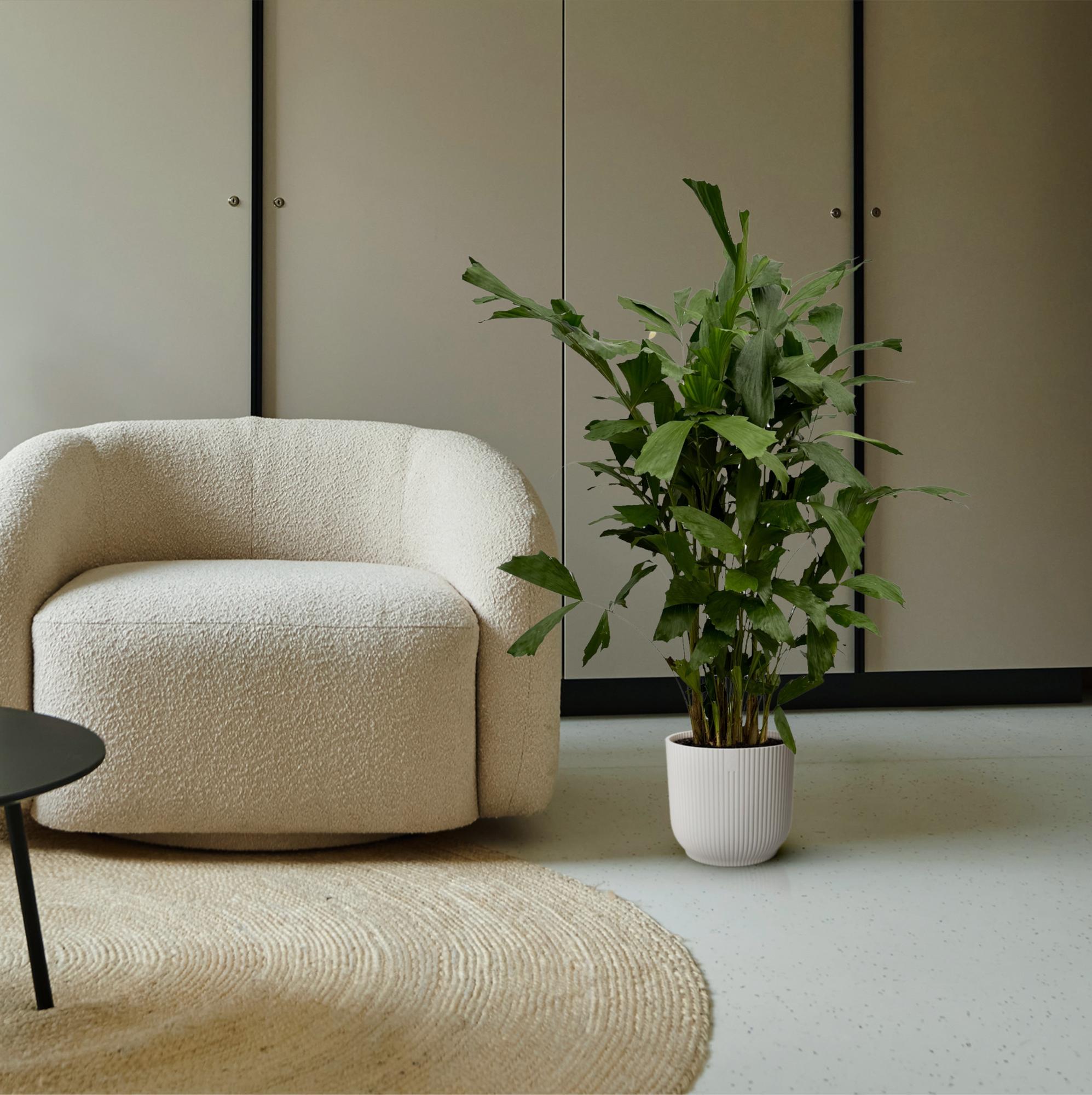 Caryota Mitis (vissenstaartpalm) – bijzondere grote kamerpalm