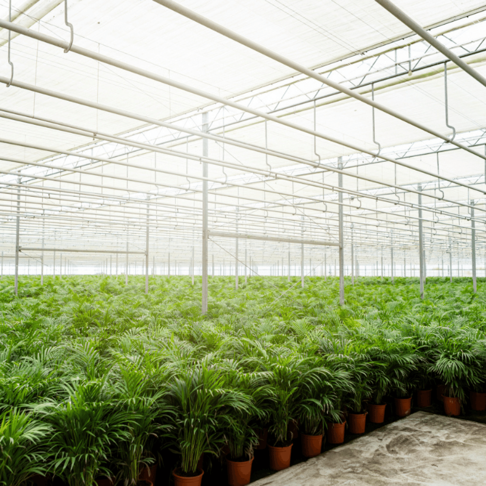 Areca palm - Luxe kamerplant voor binnen, onderhoudsarm en decoratief