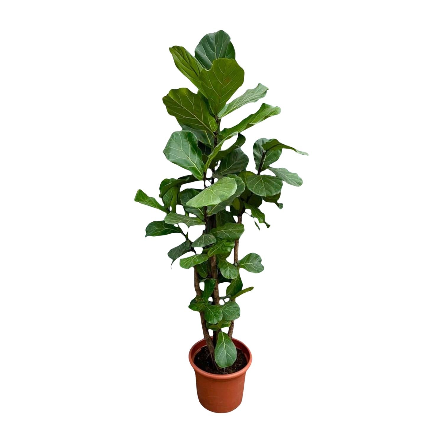 Ficus Lyrata vertakt - grote sierkamerplant met stevige stam, vol weelderig blad
